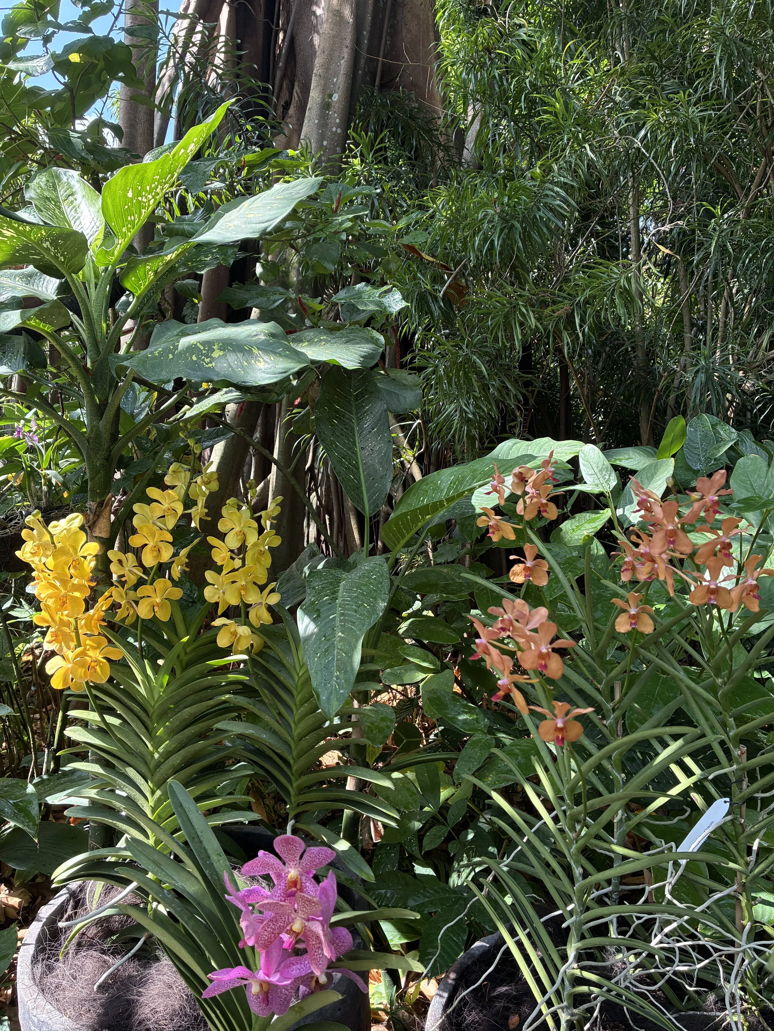 Orchid garden