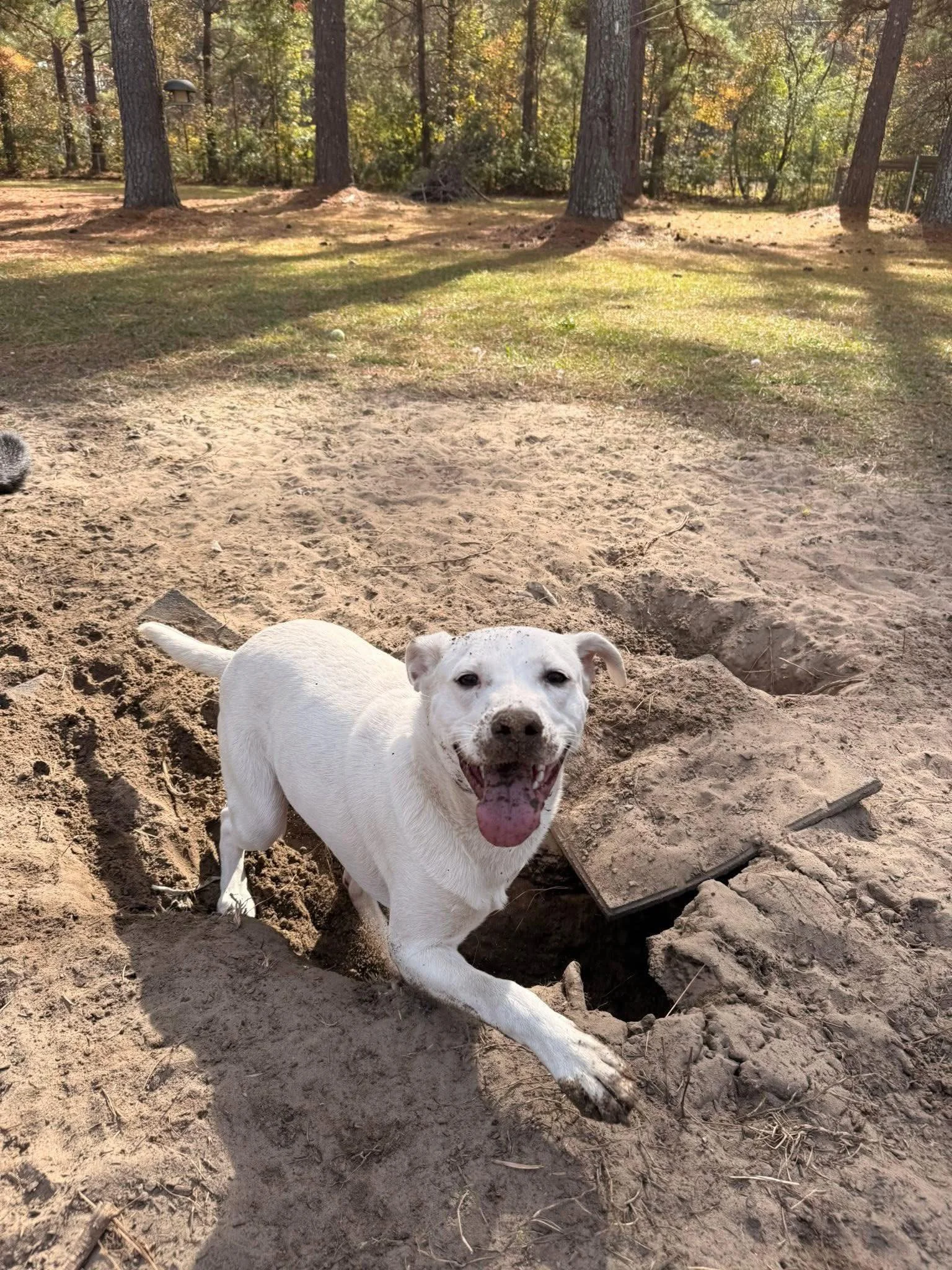 White dog with black spots in a hole in the dirt outdoors with trees in the background, smiling with tongue out.