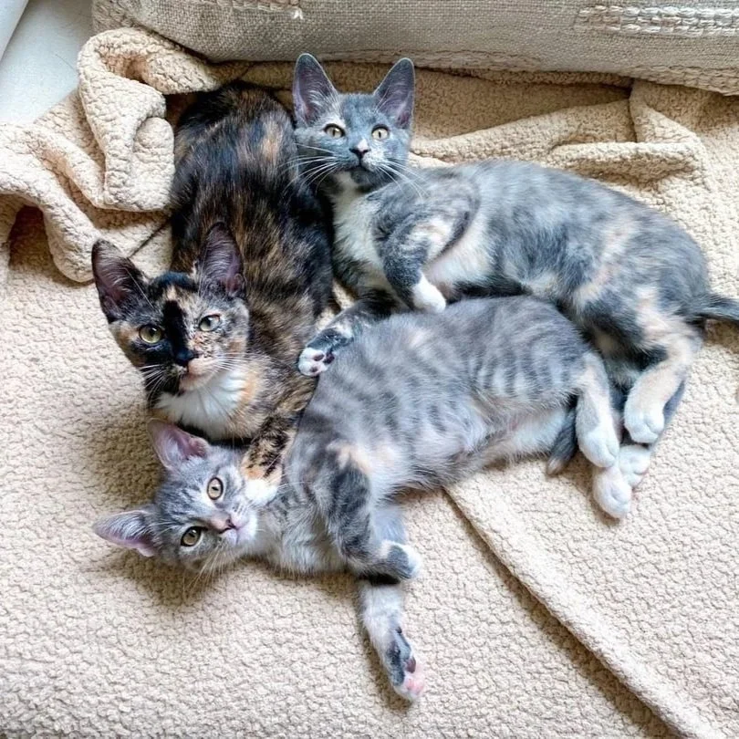 Four kittens lying on a beige blanket, with various gray and tortoiseshell fur patterns, casually cuddling and looking at the camera.