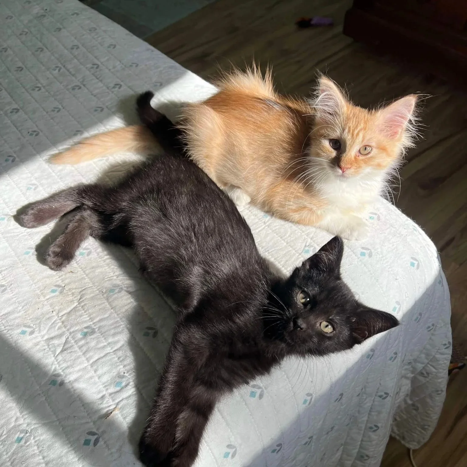 Two kittens, one black and one orange, lying on a bed in sunlight.
