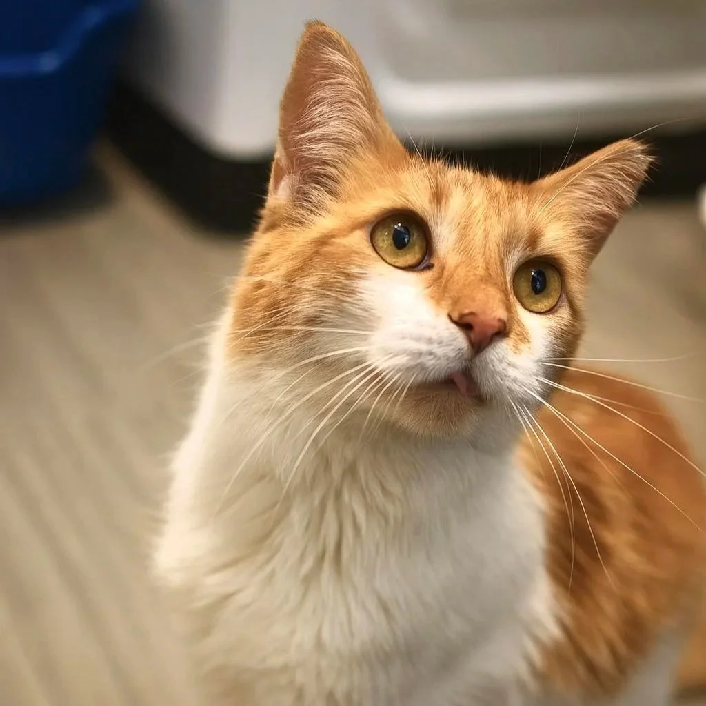 Close-up of an orange and white cat with yellow-green eyes looking upwards.