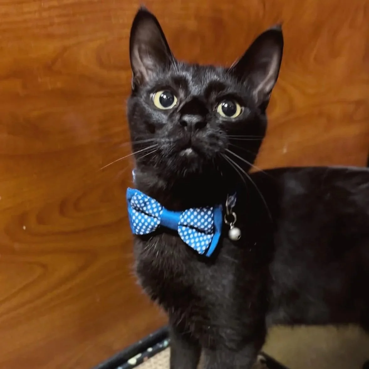 A black cat wearing a blue polka dot bow tie and a collar with a small bell, sitting on the floor with a wooden wall in the background.