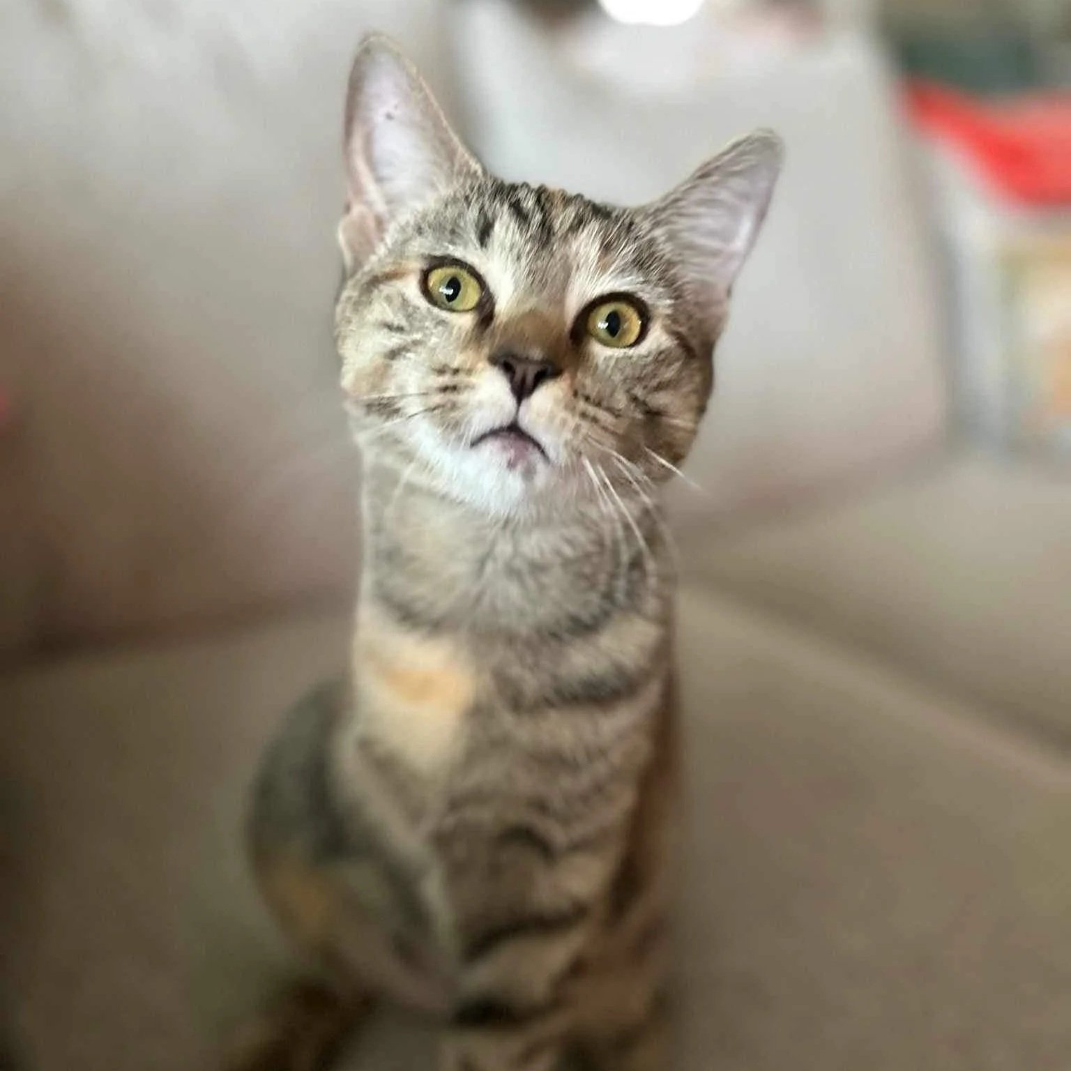 Tabby cat with yellow eyes and a surprised or curious expression, sitting indoors.