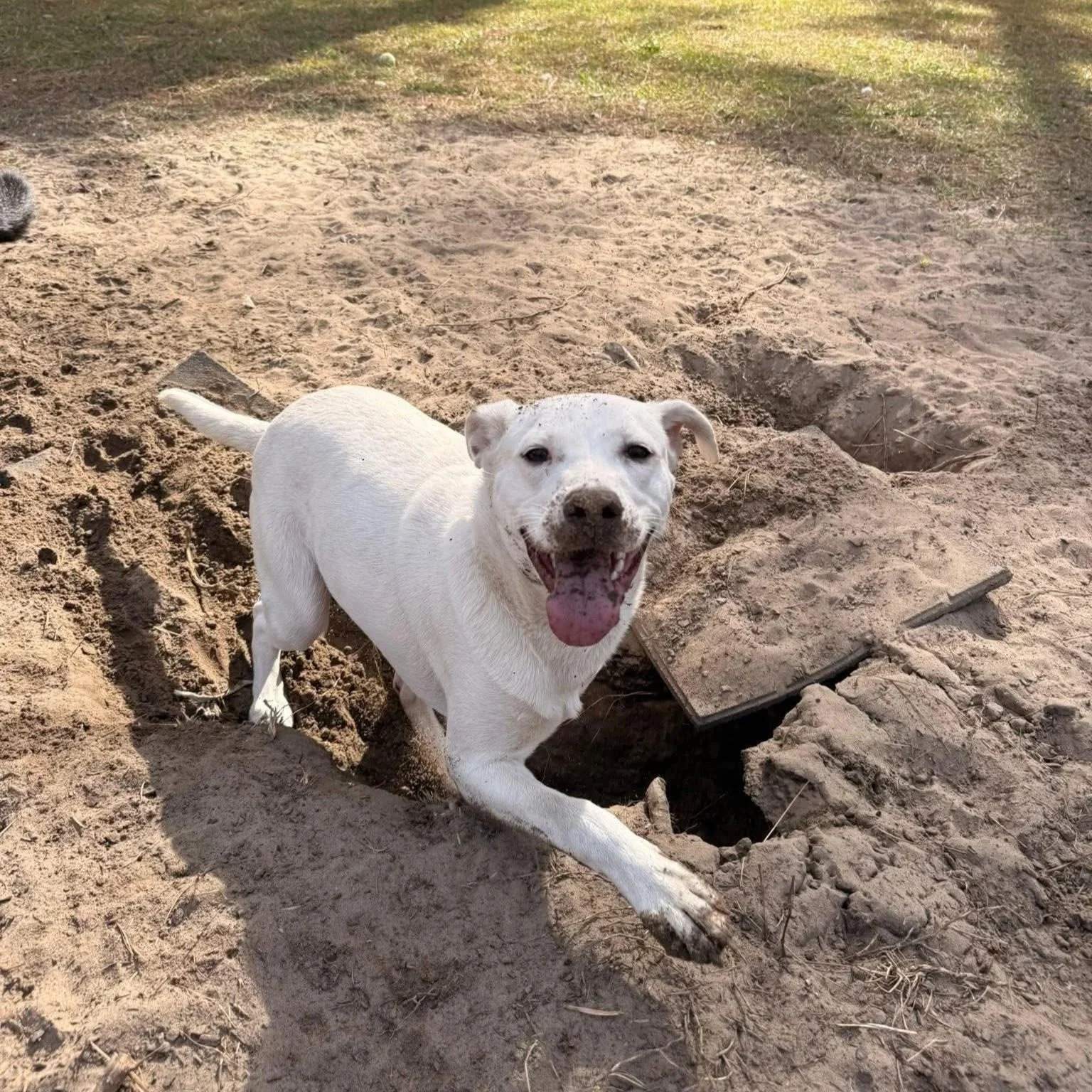 A happy white dog with a pink tongue sticking out, playing in a hole in sandy dirt outdoors.