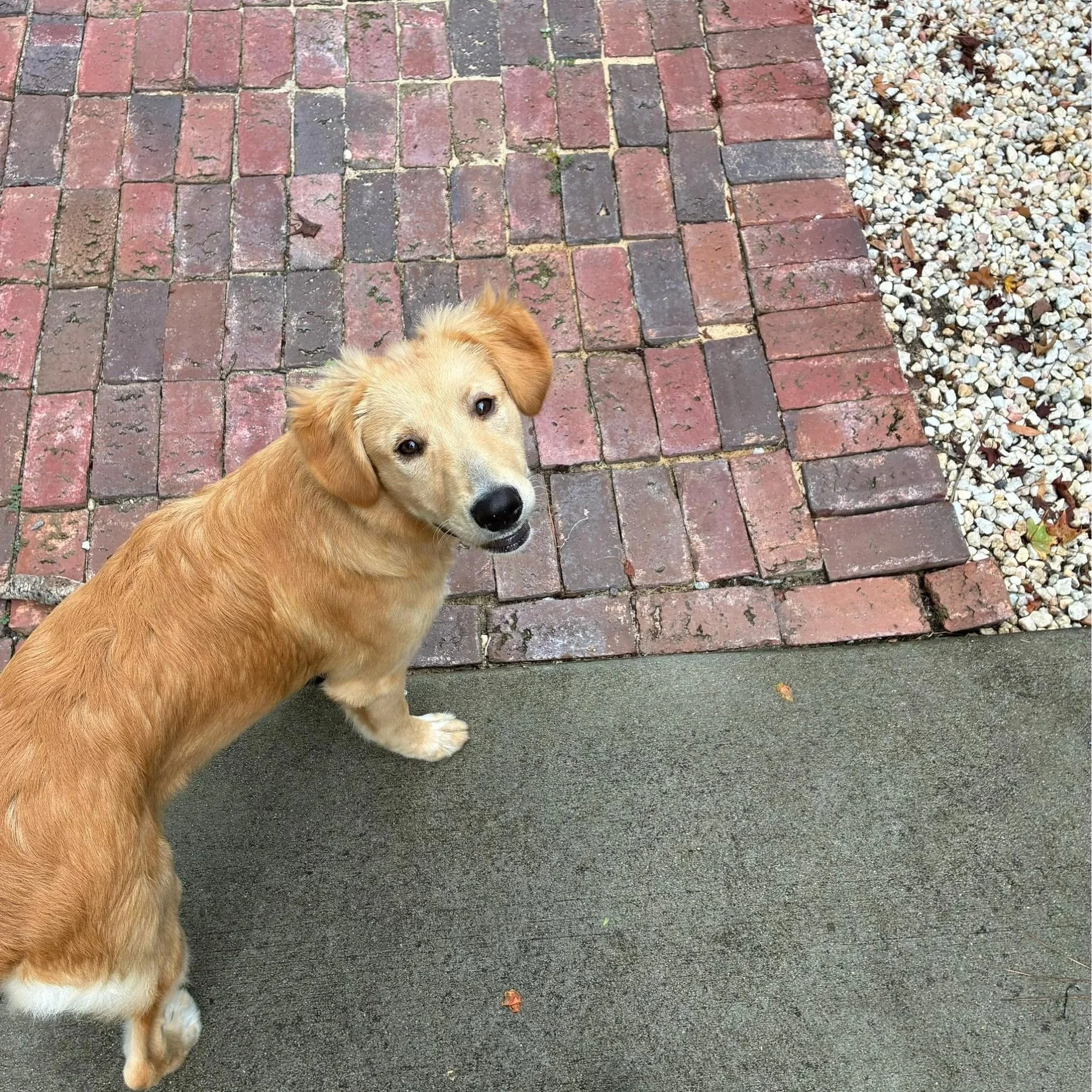 A golden retriever puppy looking up at the camera while standing on a concrete sidewalk next to a brick path and gravel.