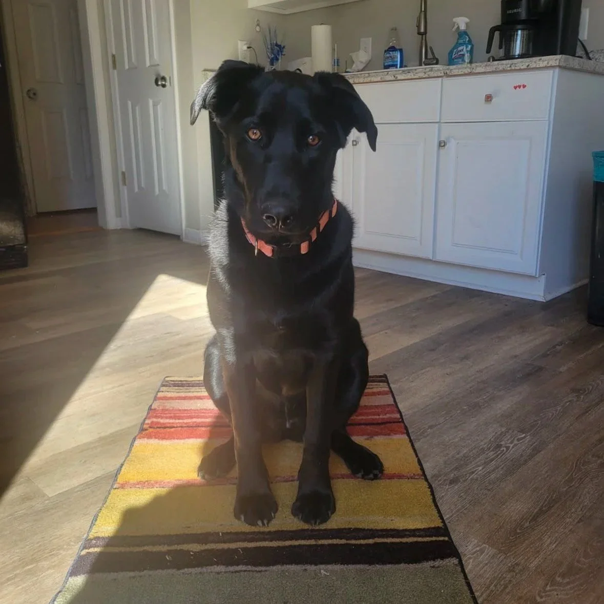 Black dog with a brown collar sitting on a striped rug in a kitchen.