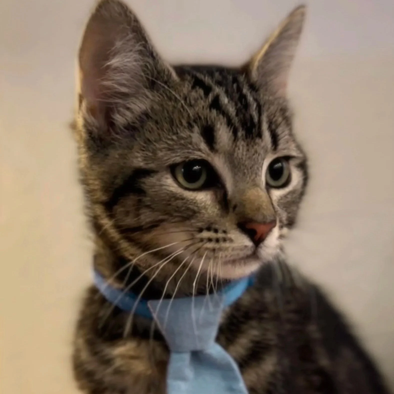 Close-up of a tabby cat wearing a light blue collar and tie, with green eyes and a focused expression.