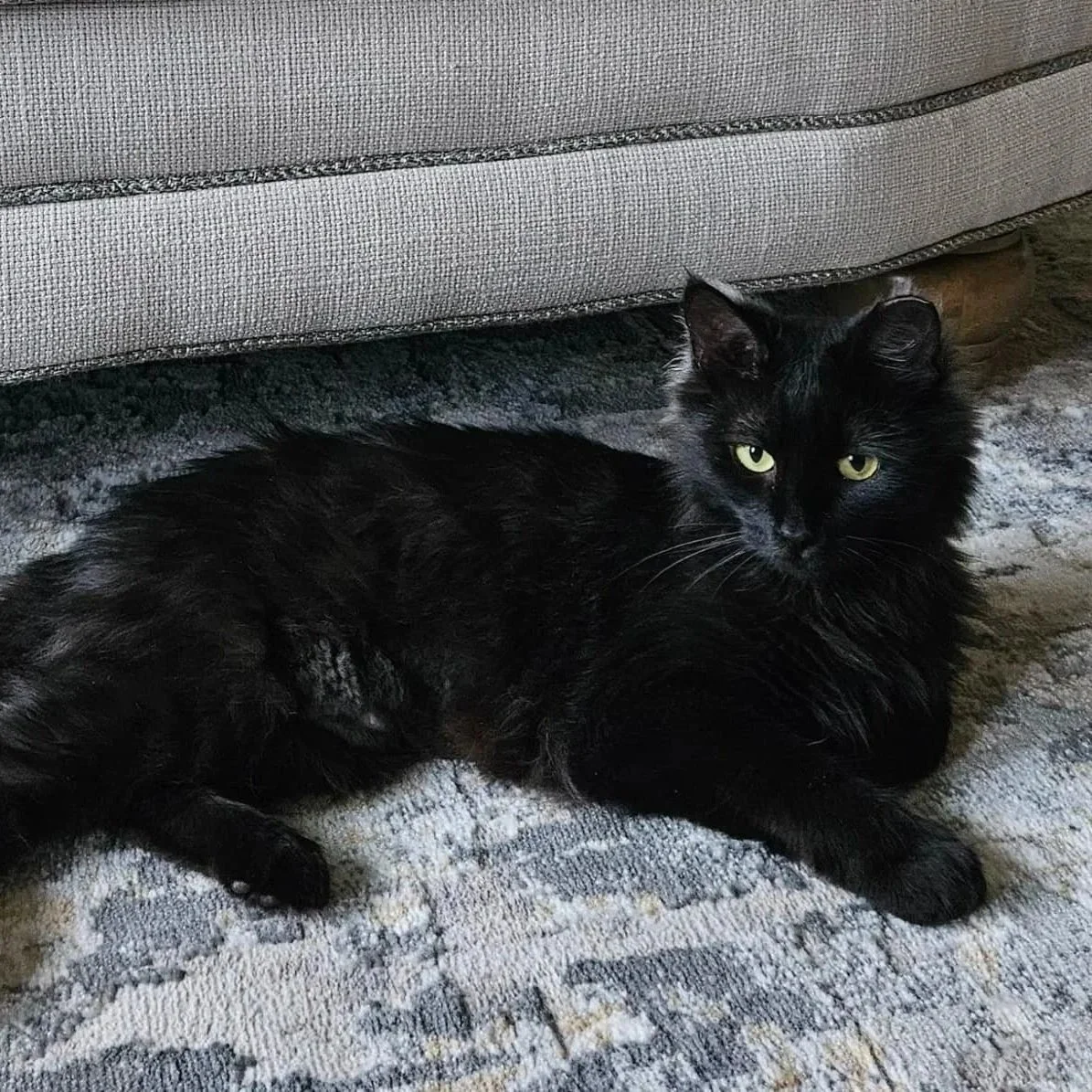 A black fluffy cat lying on a patterned area rug underneath a gray upholstered sofa, looking at the camera with green eyes.