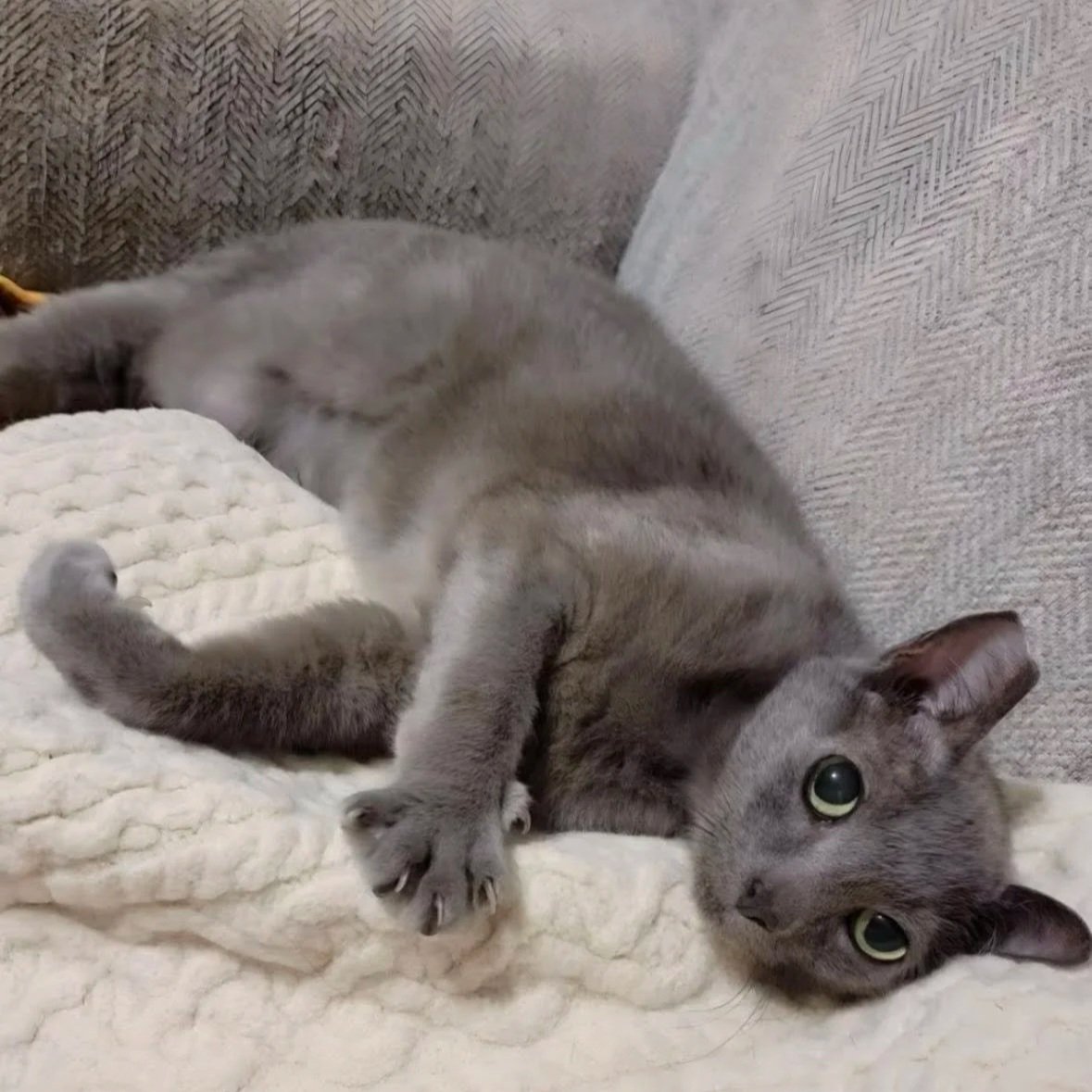 Gray cat lying on its side on a white textured blanket, with a lemon-green eye looking at the camera.