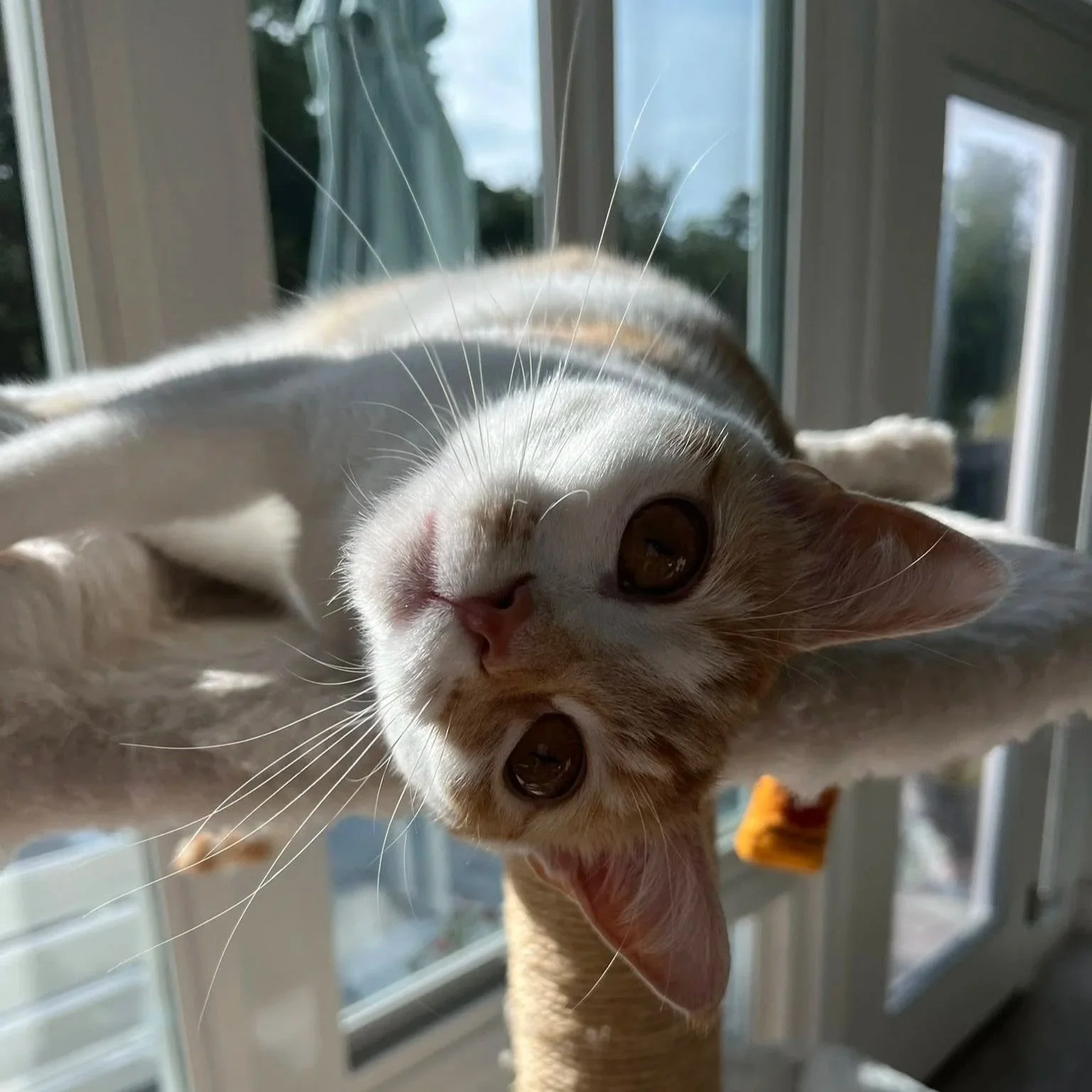 A close-up of a cat lying on a windowsill with sunlight shining on its face, looking directly at the camera.