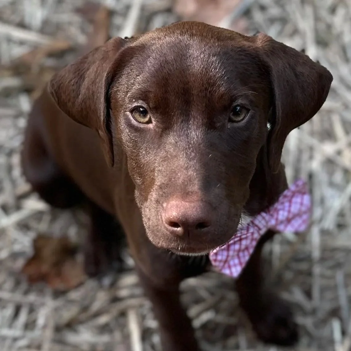 A brown puppy with yellowish eyes wearing a pink checkered bandana, sitting on dried grass.