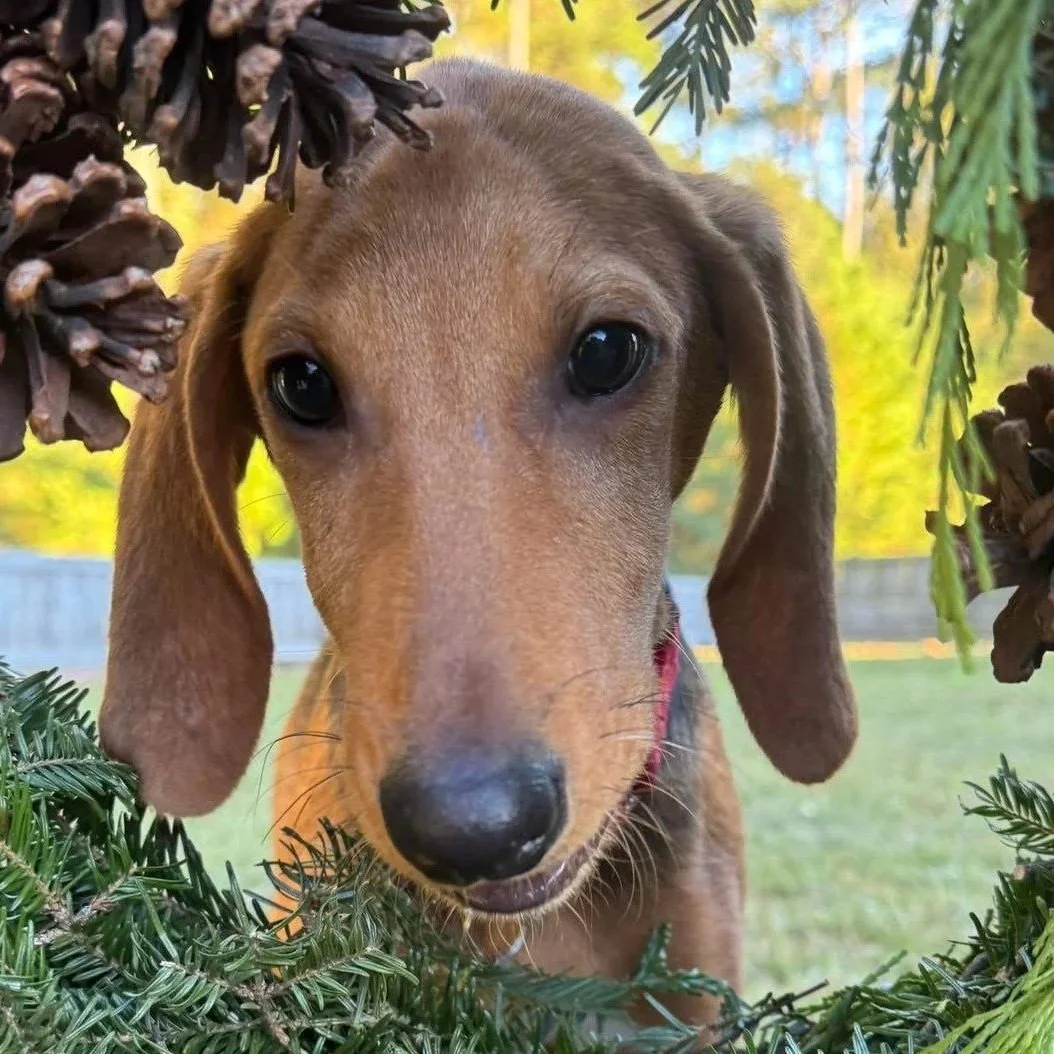 Close-up of a puppy with floppy ears surrounded by pine branches and pinecones, outdoors in a backyard with yellow and green trees in the background.
