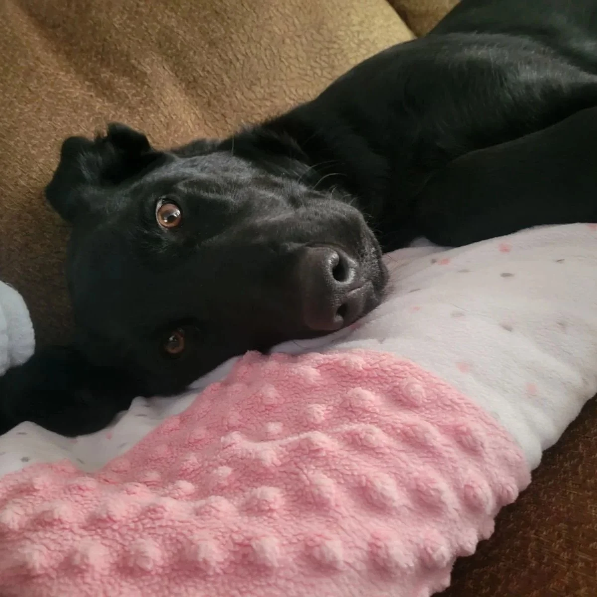 A black dog lying on a couch with a pink and white blanket, looking at the camera.