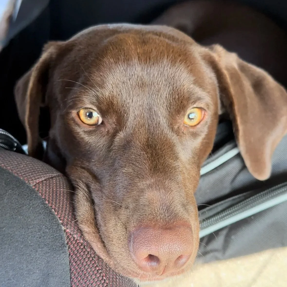 Close-up of a brown dog with yellow eyes resting its head on a bag.