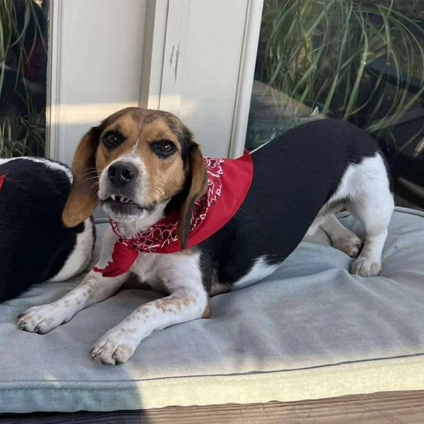 A dog with a red bandana lying on a cushion inside a house.