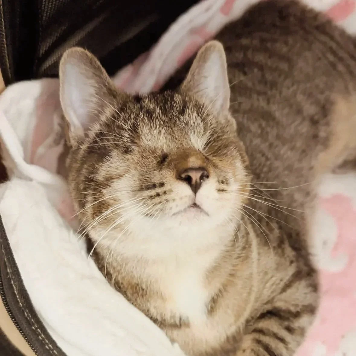 A close-up of a sleeping tabby cat with a relaxed expression, resting on a soft surface with a blanket in the background.