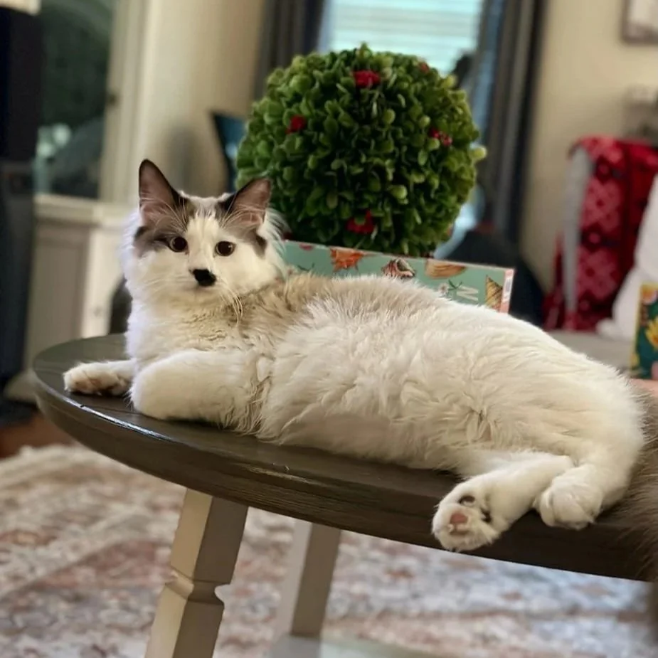 A fluffy white and gray cat is lying on a round wooden table, with its head turned towards the camera. Behind the cat, there is a decorative green plant with small red accents and a colorful box. The background shows a cozy indoor setting with furnit