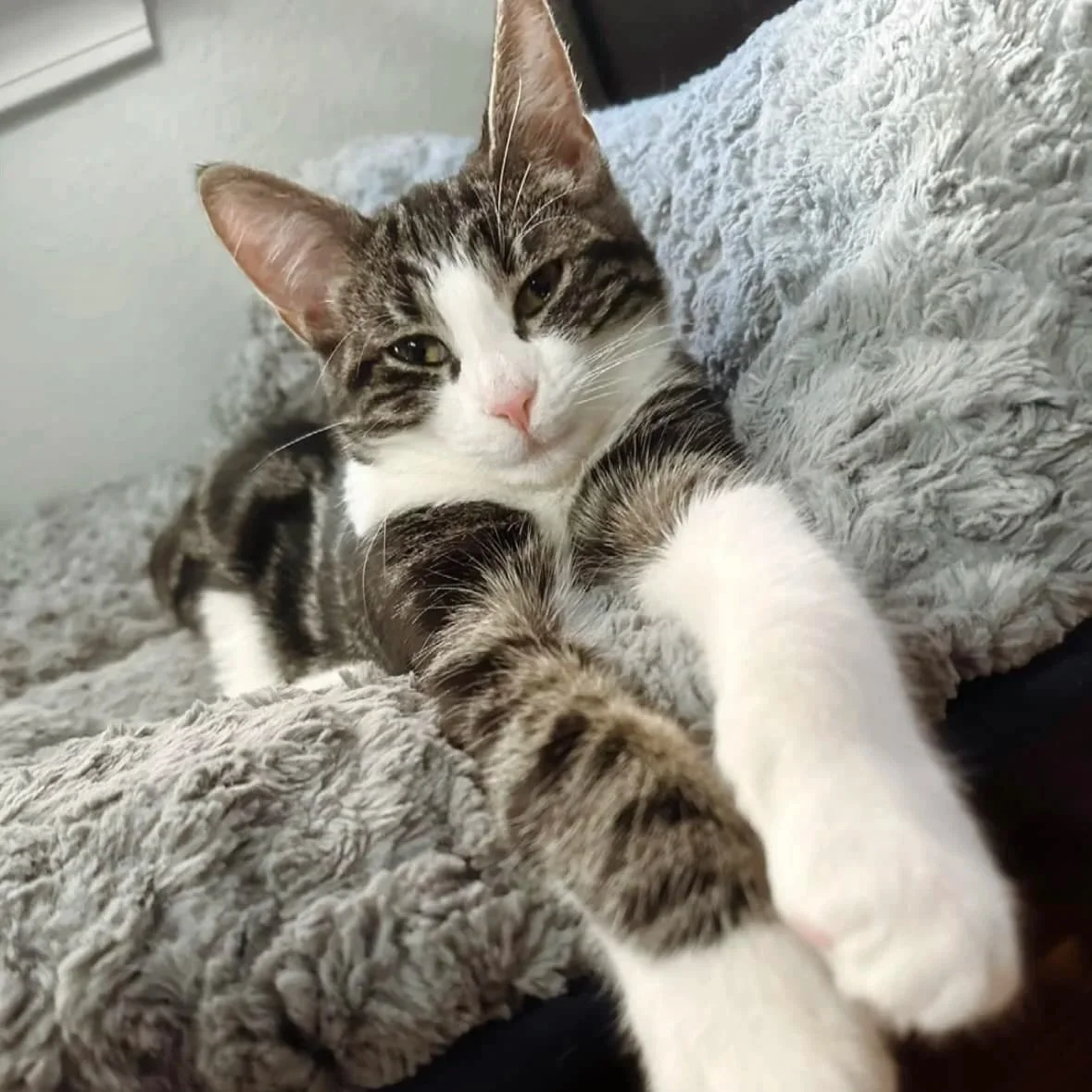 A striped and white cat lying on a soft, gray, fluffy blanket, looking at the camera with half-closed eyes.
