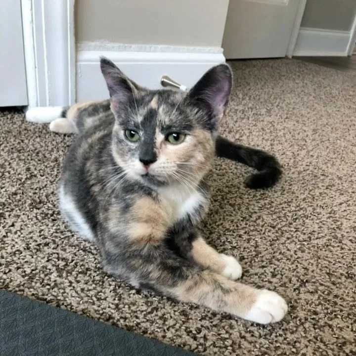 A calico cat lying on a brown carpet in a room with beige walls and a white door.