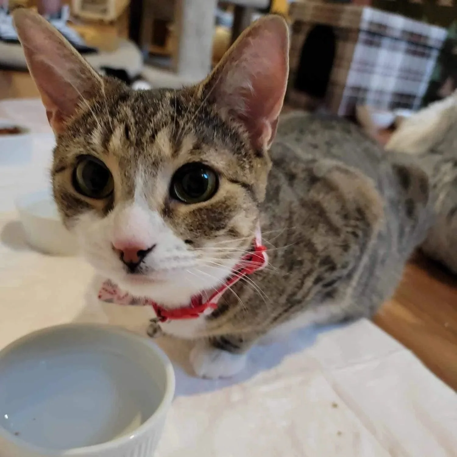 Close-up of a tabby and white cat with large eyes, wearing a red collar, sitting near a white bowl on a table inside a home.