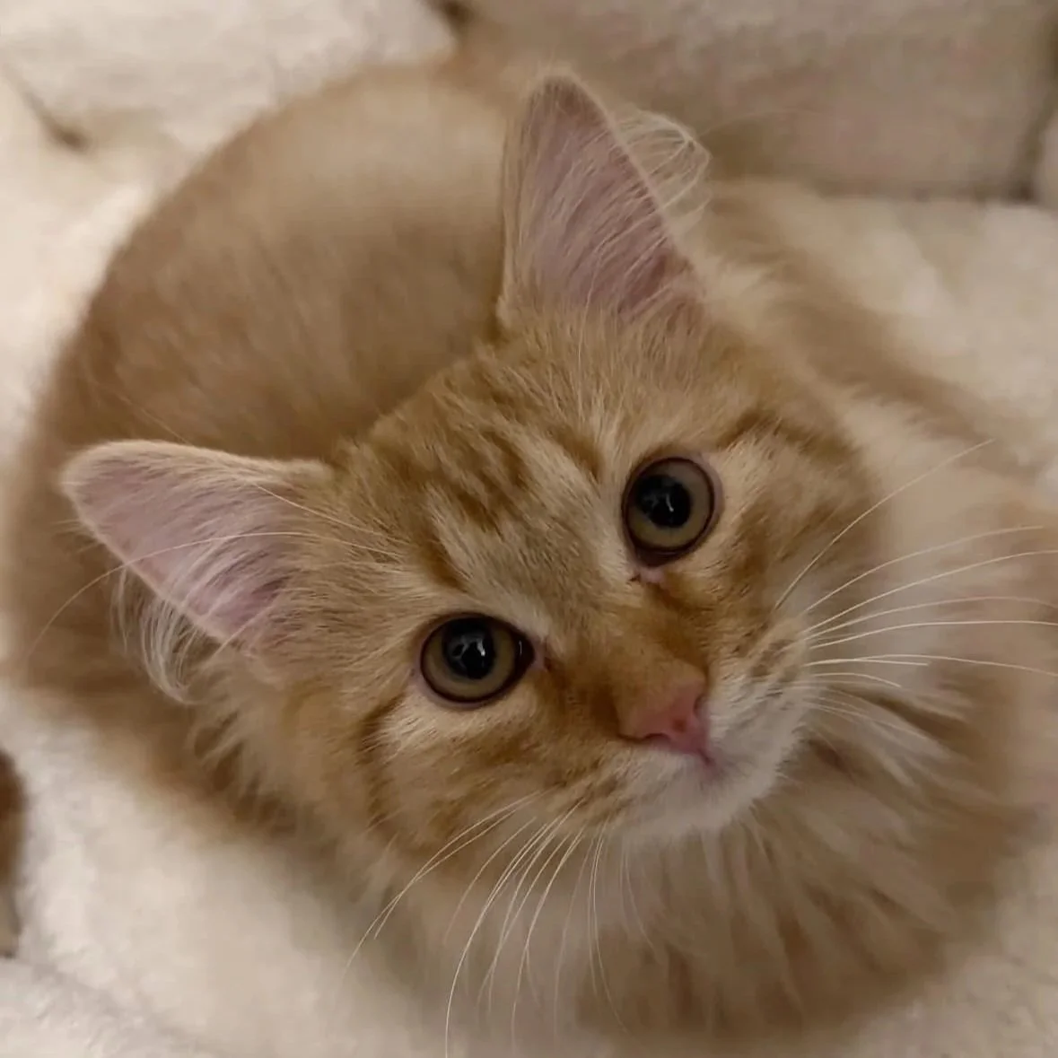 Close-up of an orange tabby kitten with big eyes, lying on a soft surface.