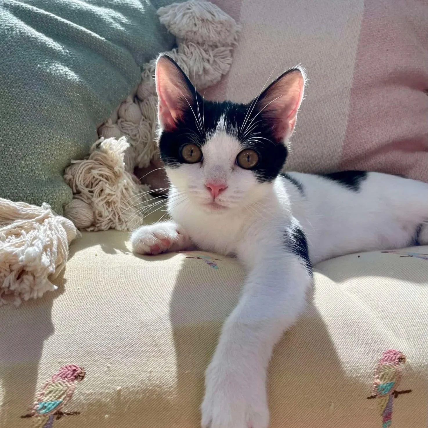A black and white kitten lying on a beige sofa, looking directly at the camera.