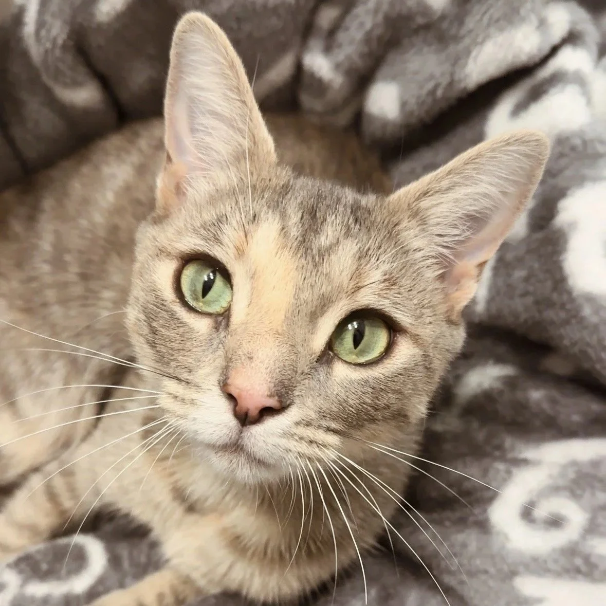 Close-up of a tabby cat with green eyes lying on a patterned blanket.