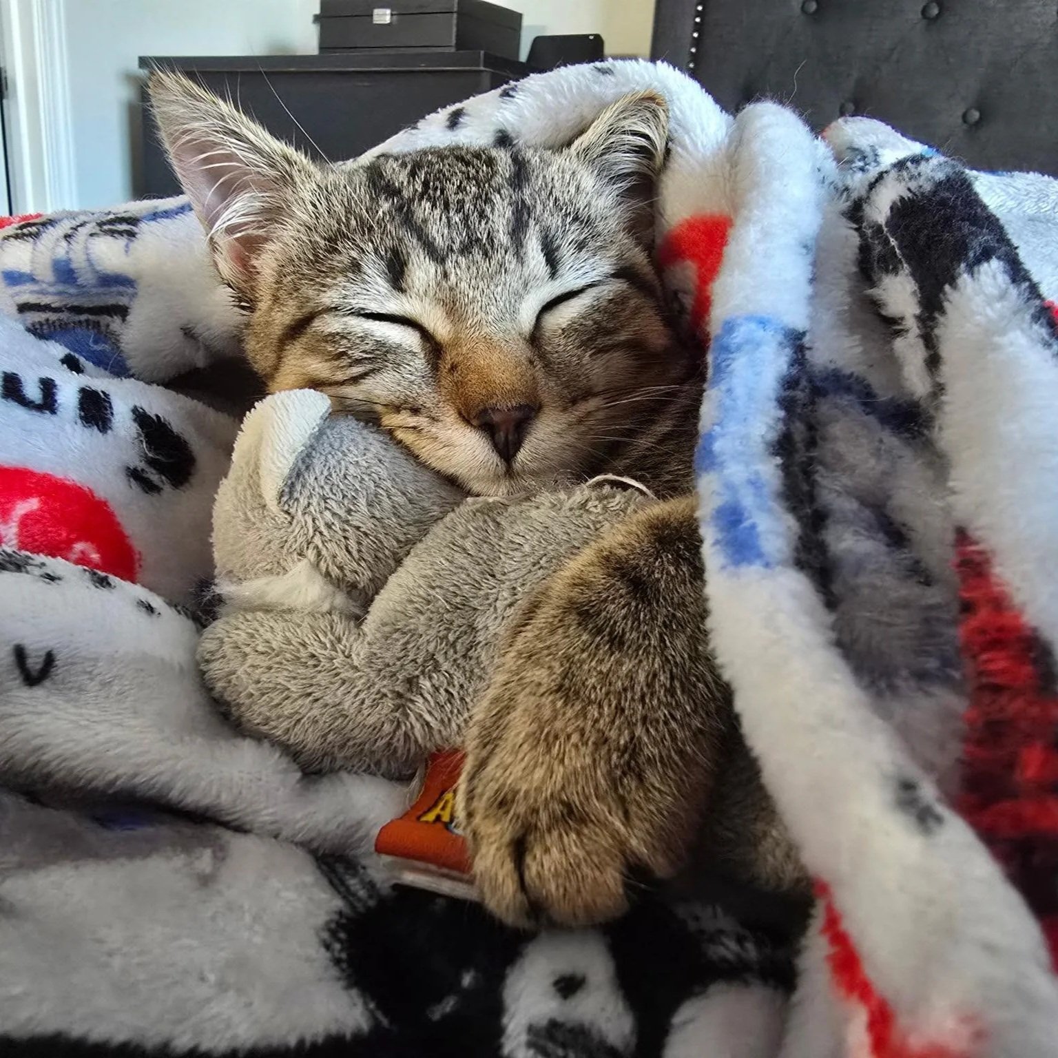 A sleeping tabby cat wrapped in a colorful patterned fleece blanket, cuddling a stuffed toy.
