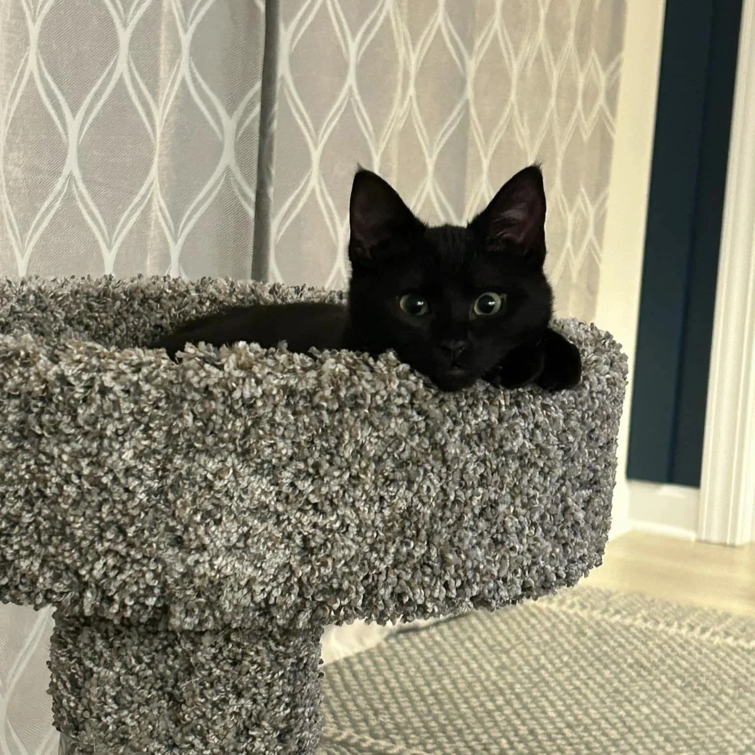 A black cat lying on a beige, carpeted cat tree platform with its head resting on its paws, looking directly at the camera.