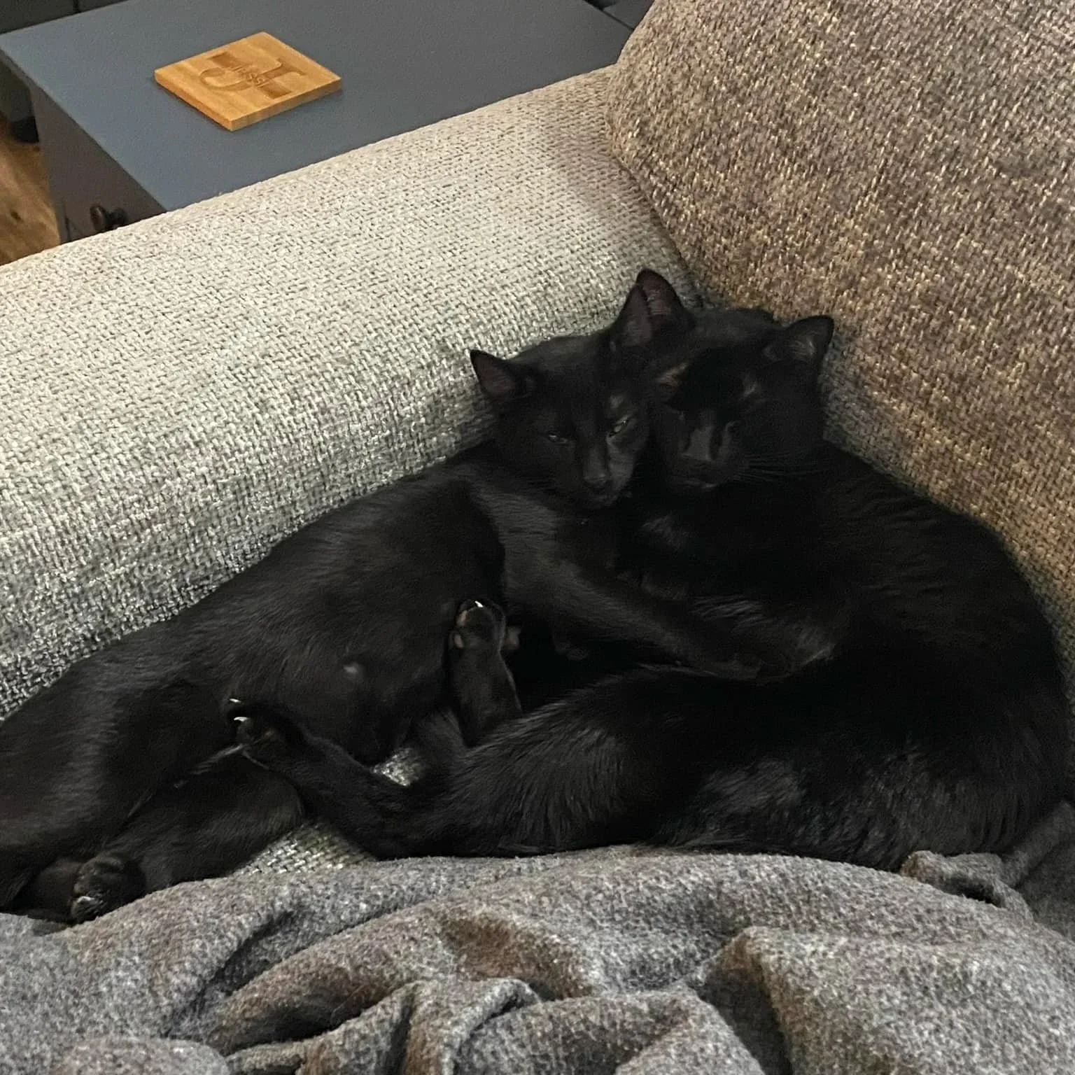 Two black cats sleeping and cuddling on a beige and brown sofa.