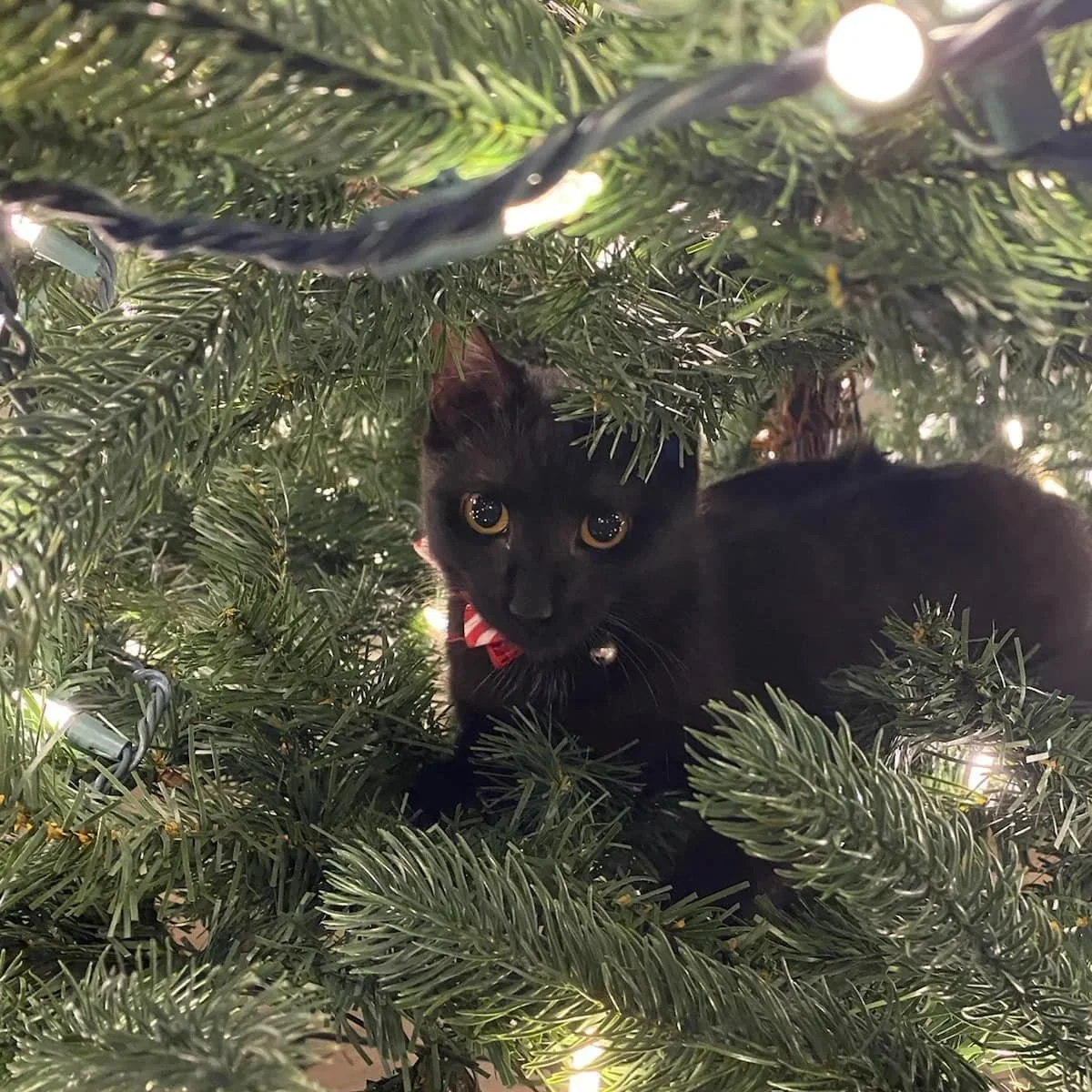A black cat with yellow eyes and a red collar is inside a Christmas tree with string lights.