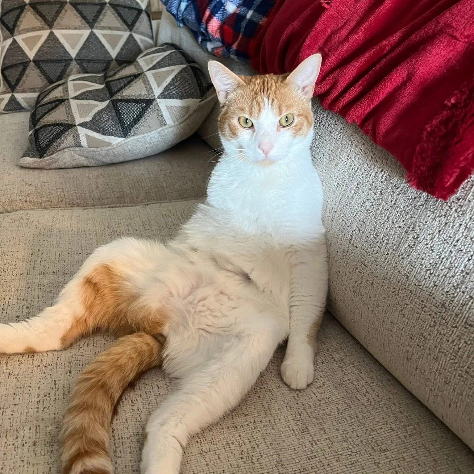 A white and orange tabby cat relaxing on a beige couch, with a geometric pillow and red throw blanket nearby.