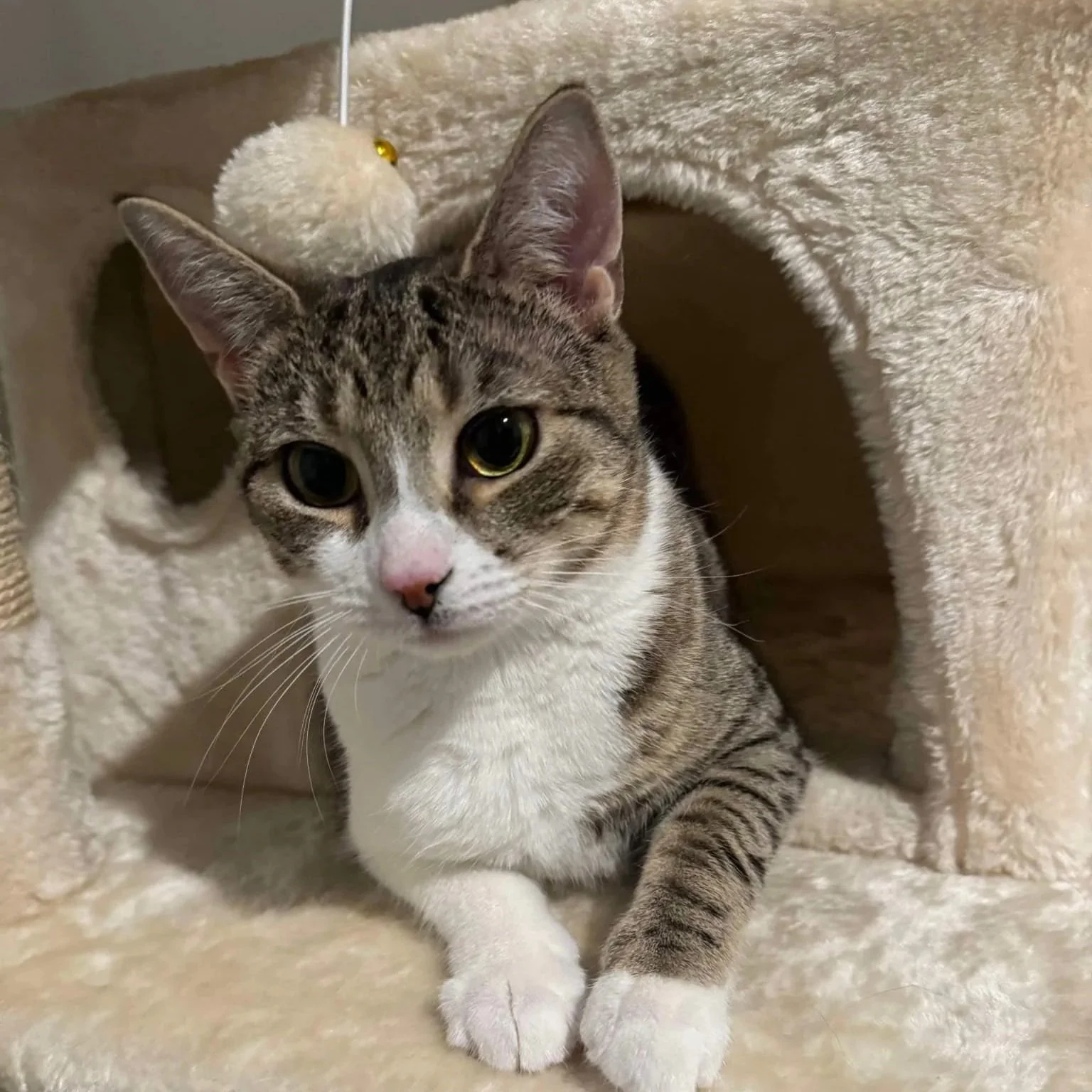 A tabby cat with white paws resting inside a beige, carpeted cat house.