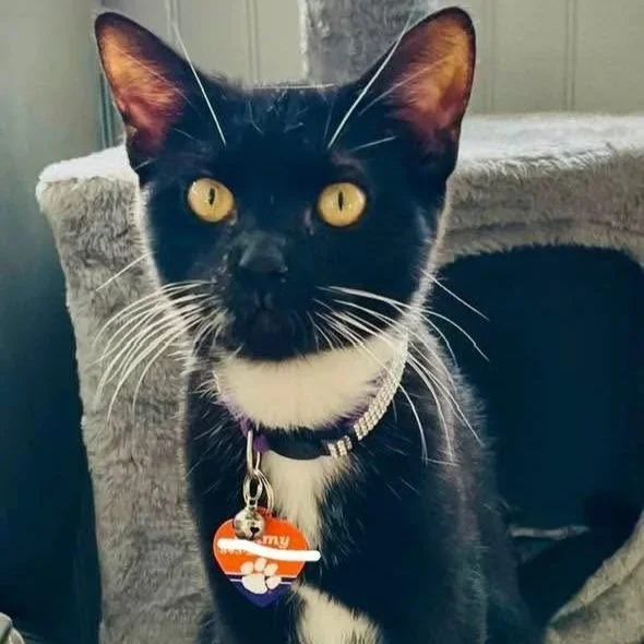 Black and white cat with yellow eyes wearing a collar with a tag, sitting next to a beige cat tree.