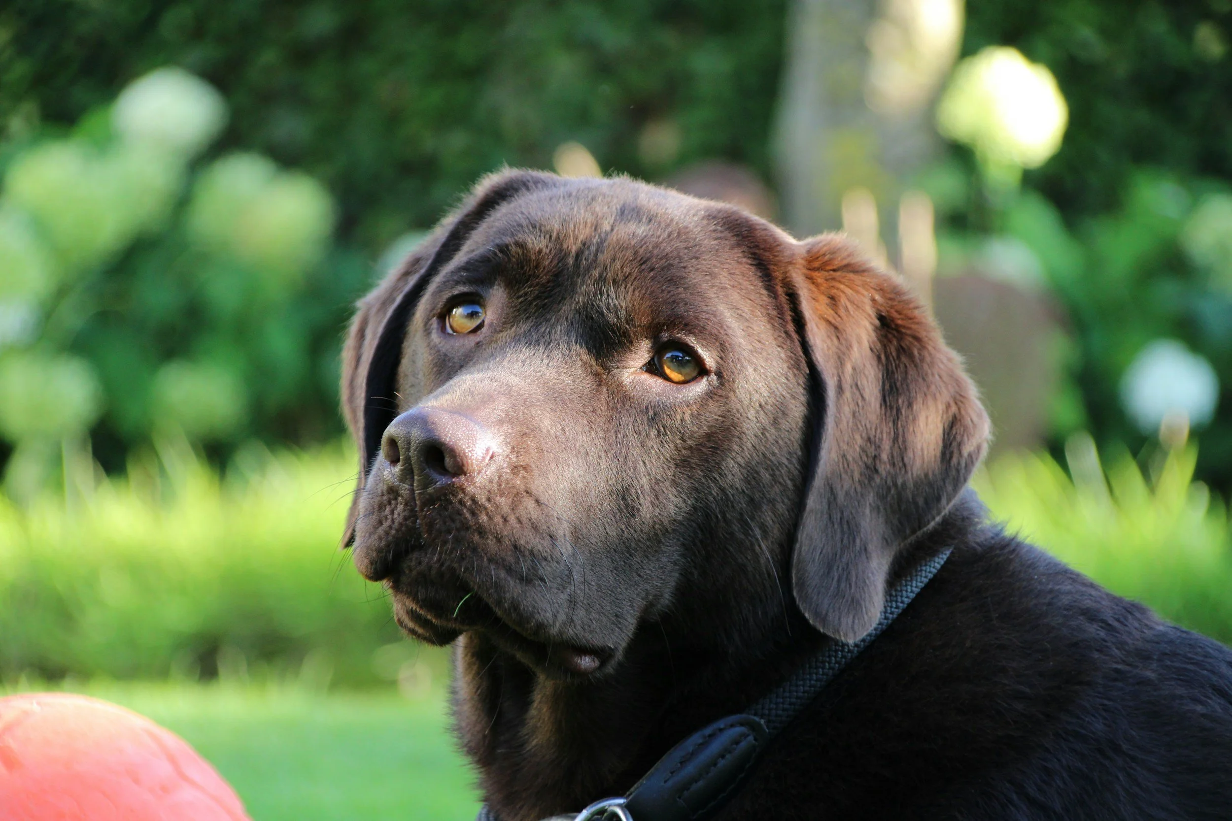 brown lab