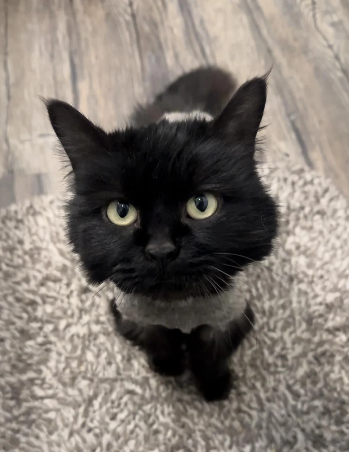 A black and white cat looking up, standing on a beige textured rug on a wooden floor.