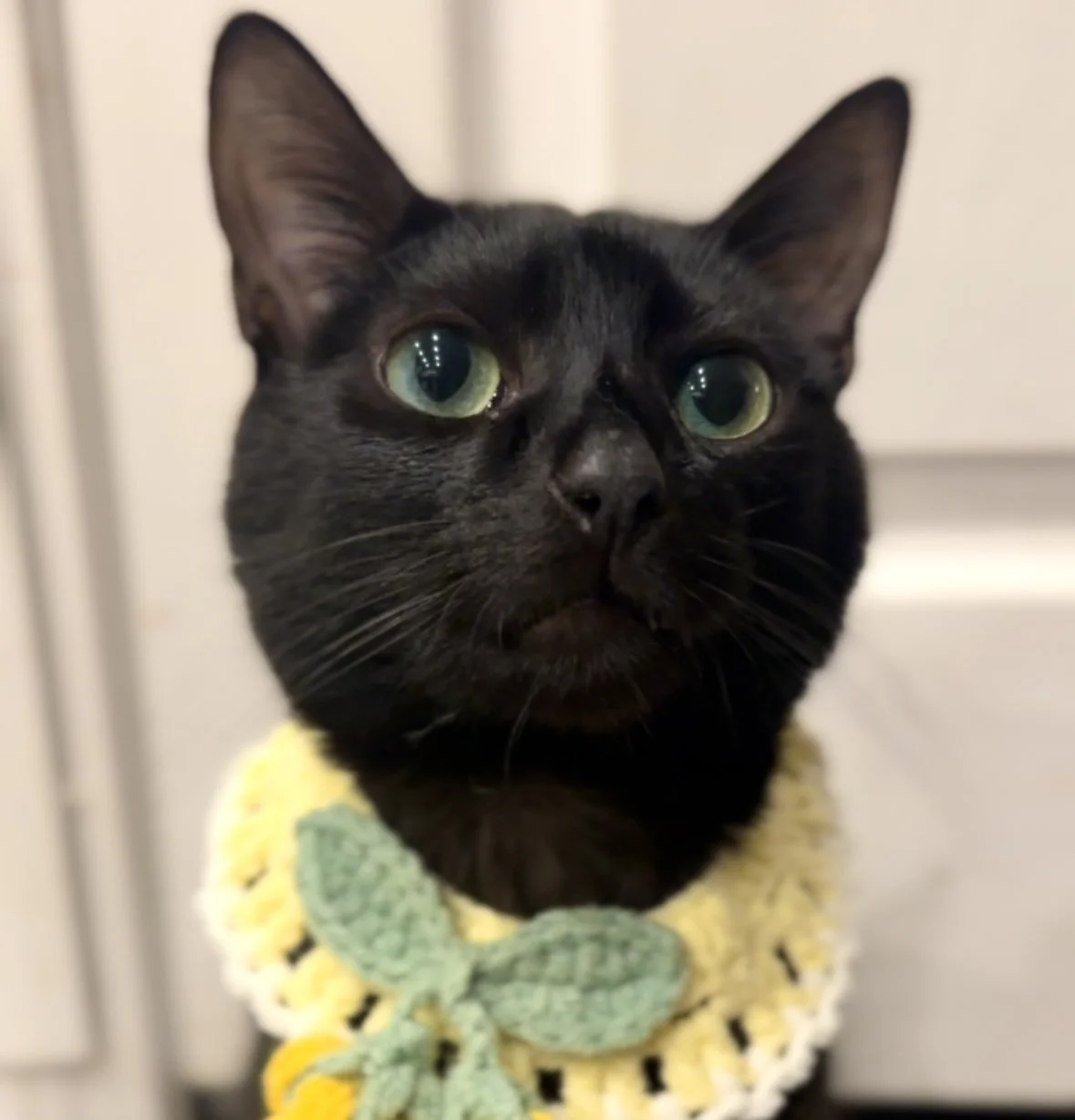 Close-up of a black cat with green eyes wearing a yellow and green crochet collar.