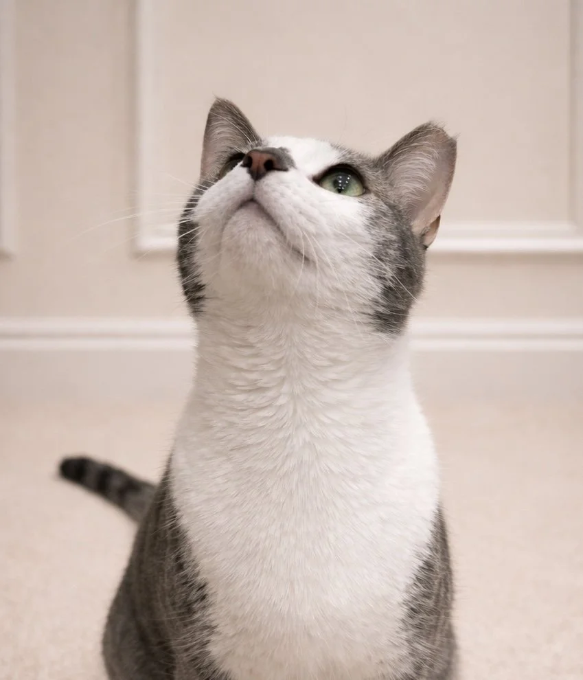 Close-up of a cat with white fur and gray markings, looking up with green eyes, standing on a beige carpeted floor in a room with neutral-colored walls.