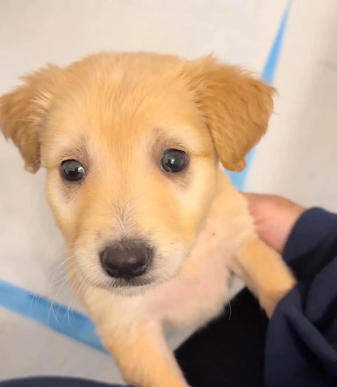 Close-up of an adorable, tan puppy with black eyes being held by a person wearing a dark sleeve.