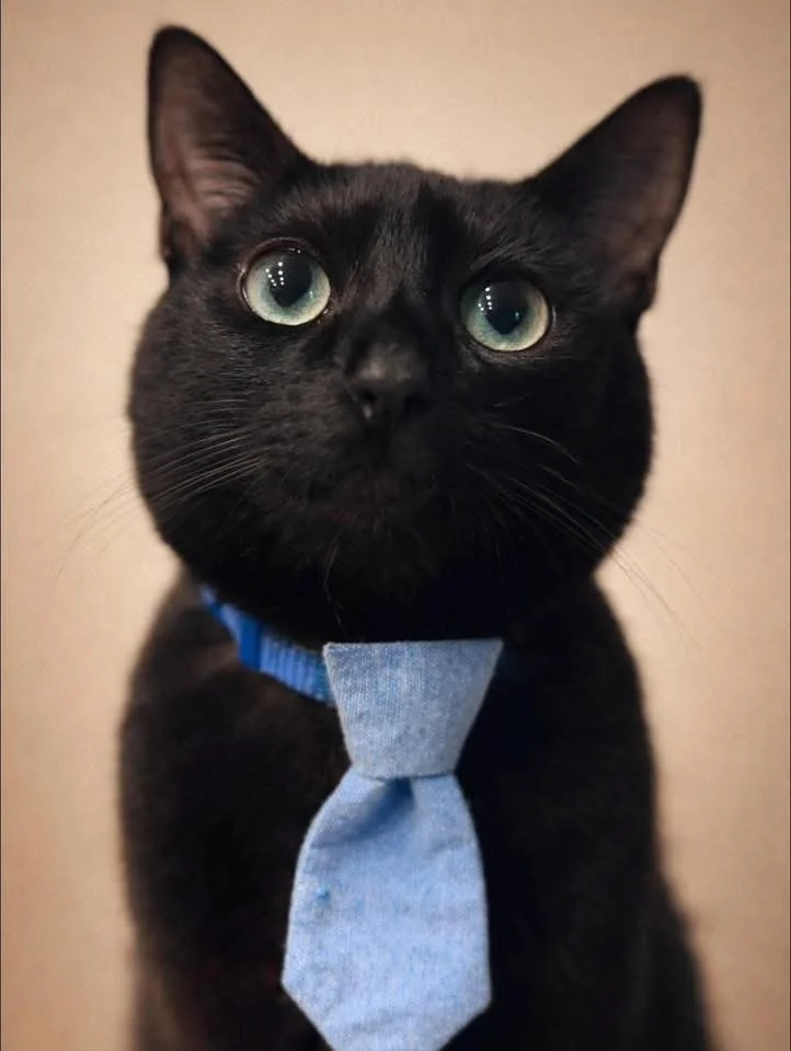 Cats for adoption near me