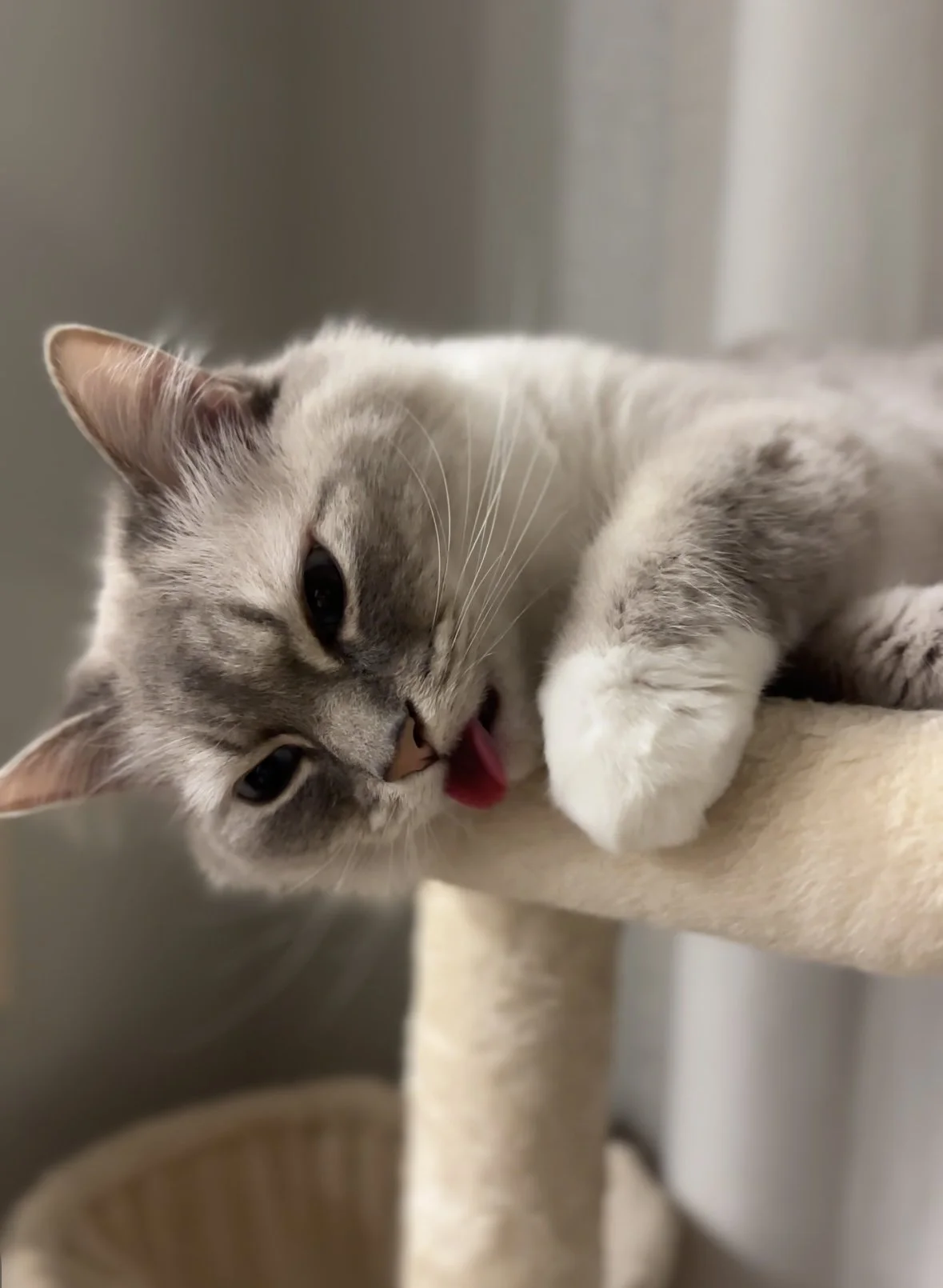 rescue ragdoll cat for adoption