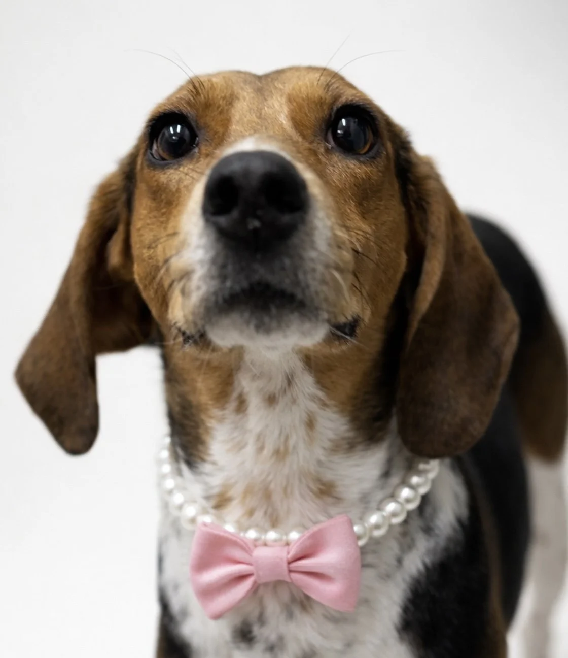 Close-up of a beagle dog wearing a pearl necklace and pink bow tie.