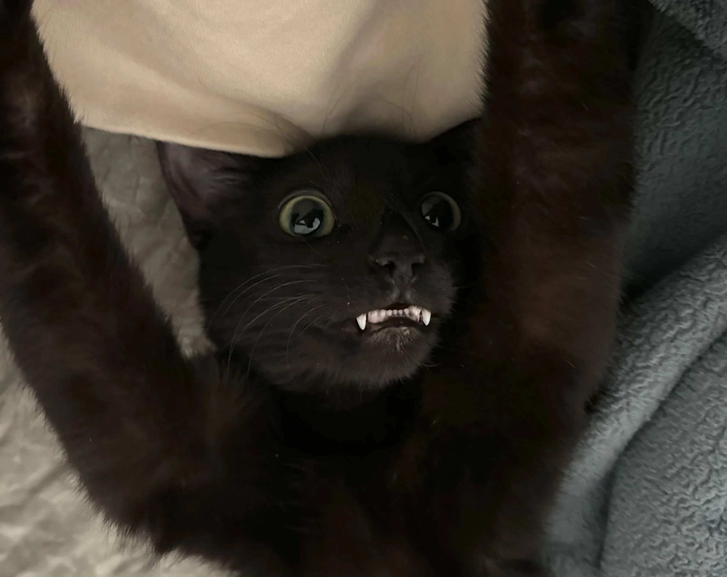 A black cat with yellow eyes and visible fangs lying on its back with paws up, looking up.