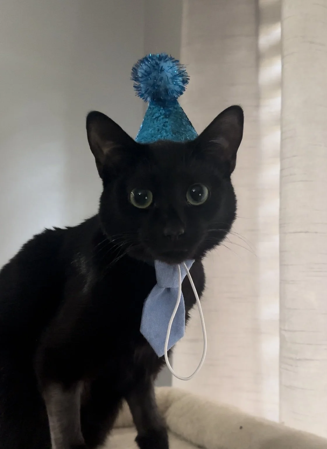 Black cat wearing a blue party hat with tinsel and a pom-pom, a light blue tie, and a white string around its neck, looking at the camera.