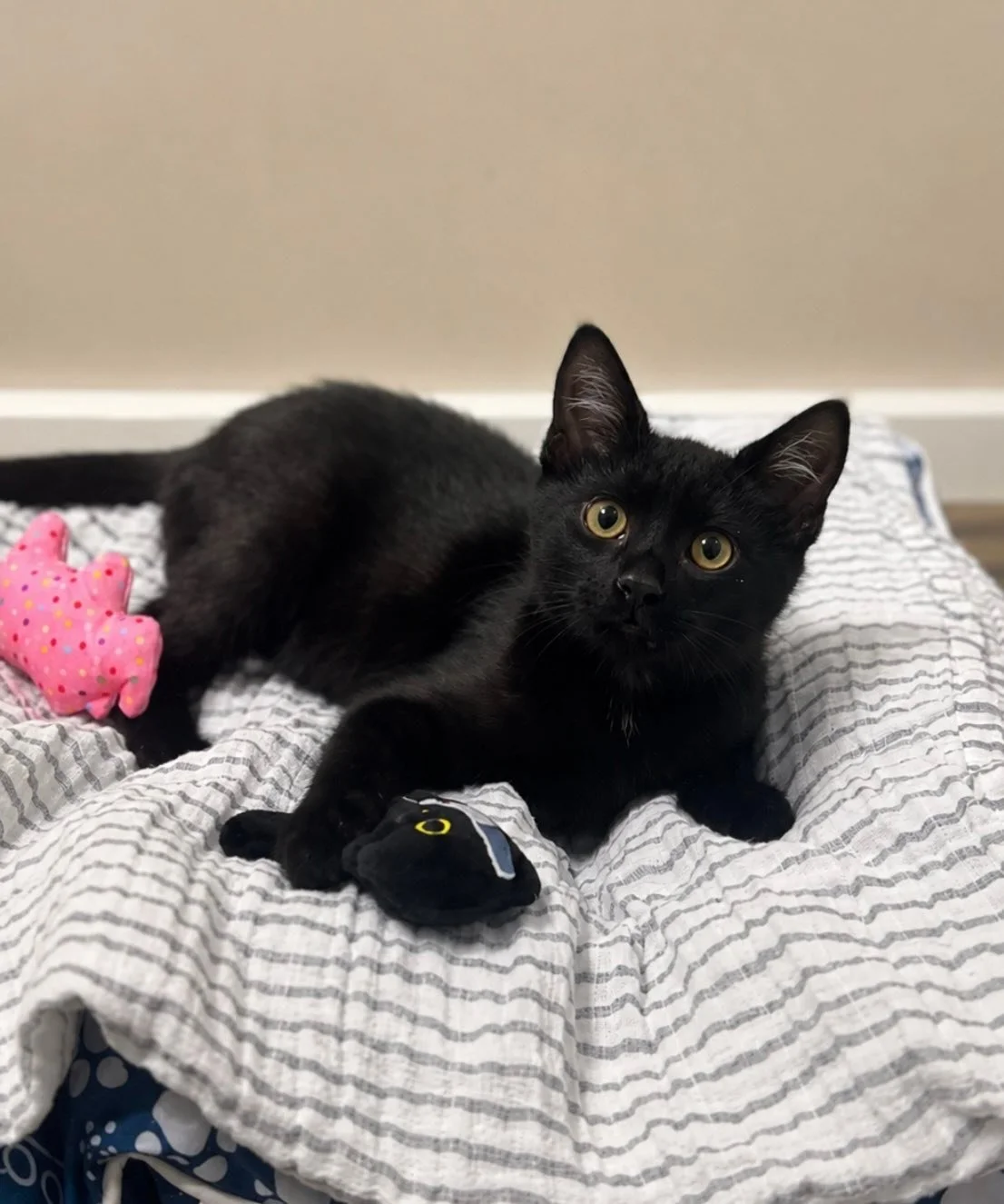 Black cat lying on a striped blanket, with pink, polka-dotted stuffed toy and black cat-shaped plush nearby.