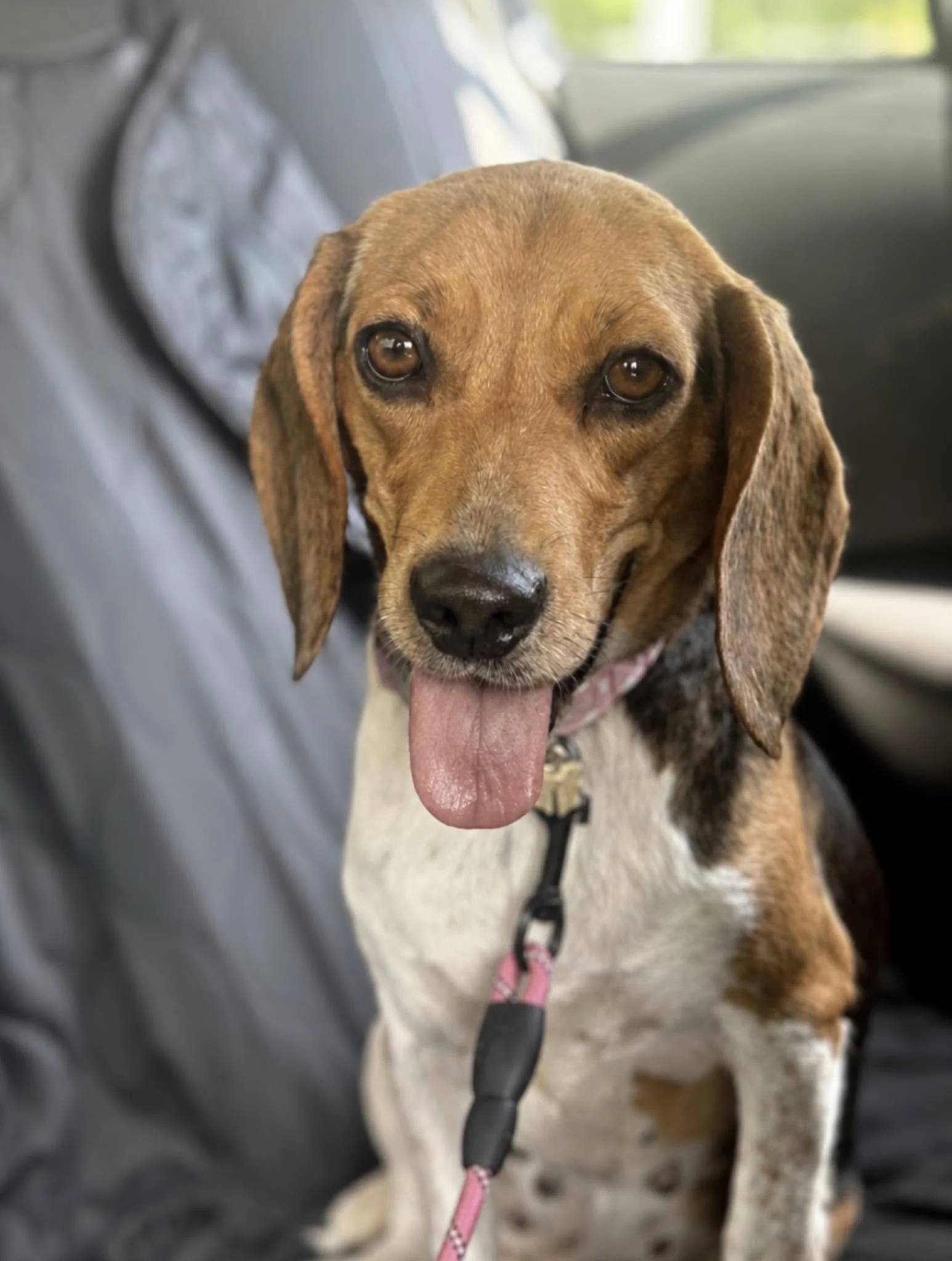 Close-up of a brown and white dog with its tongue out, sitting inside a vehicle with a harness and pink leash.