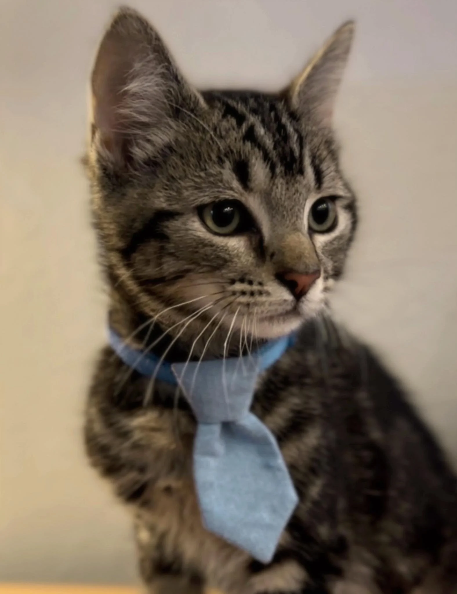 A tabby kitten wearing a light blue bow tie, looking to the side with large, green eyes, against a neutral background.