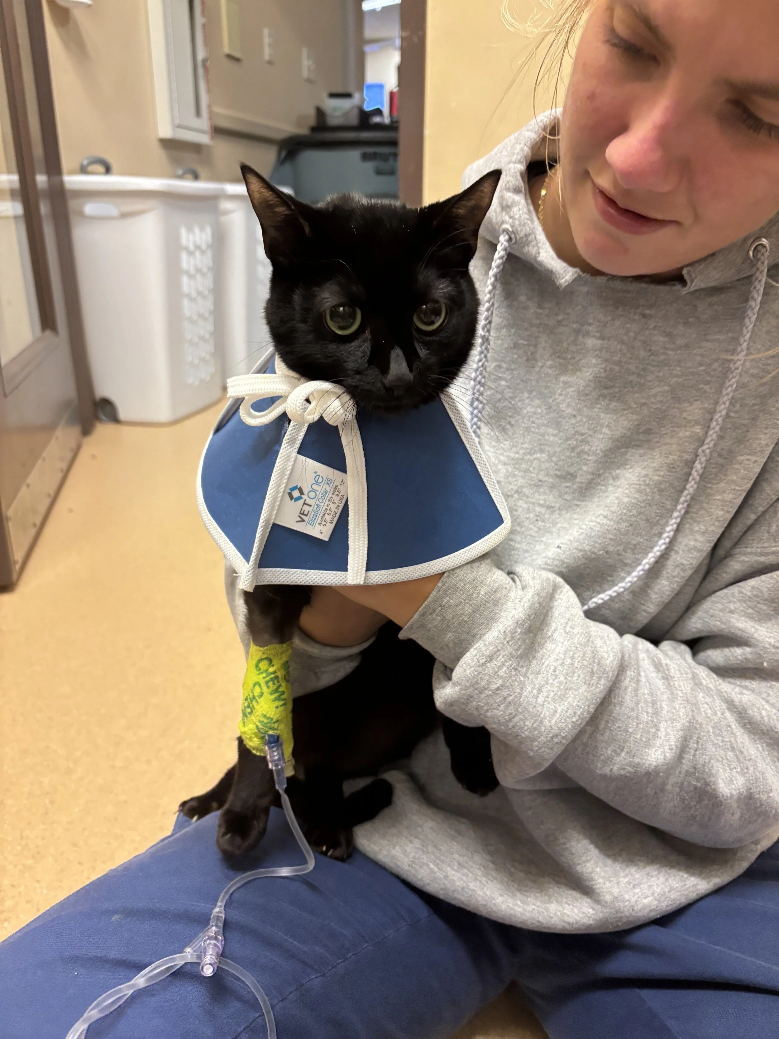A woman holds a black cat with a white bandage on its front paw, which is attached to a medical IV line. The cat is wearing a blue vest and has a white ribbon around its neck. The woman is wearing a gray hoodie and is sitting indoors with medical equipment and laundry baskets in the background.