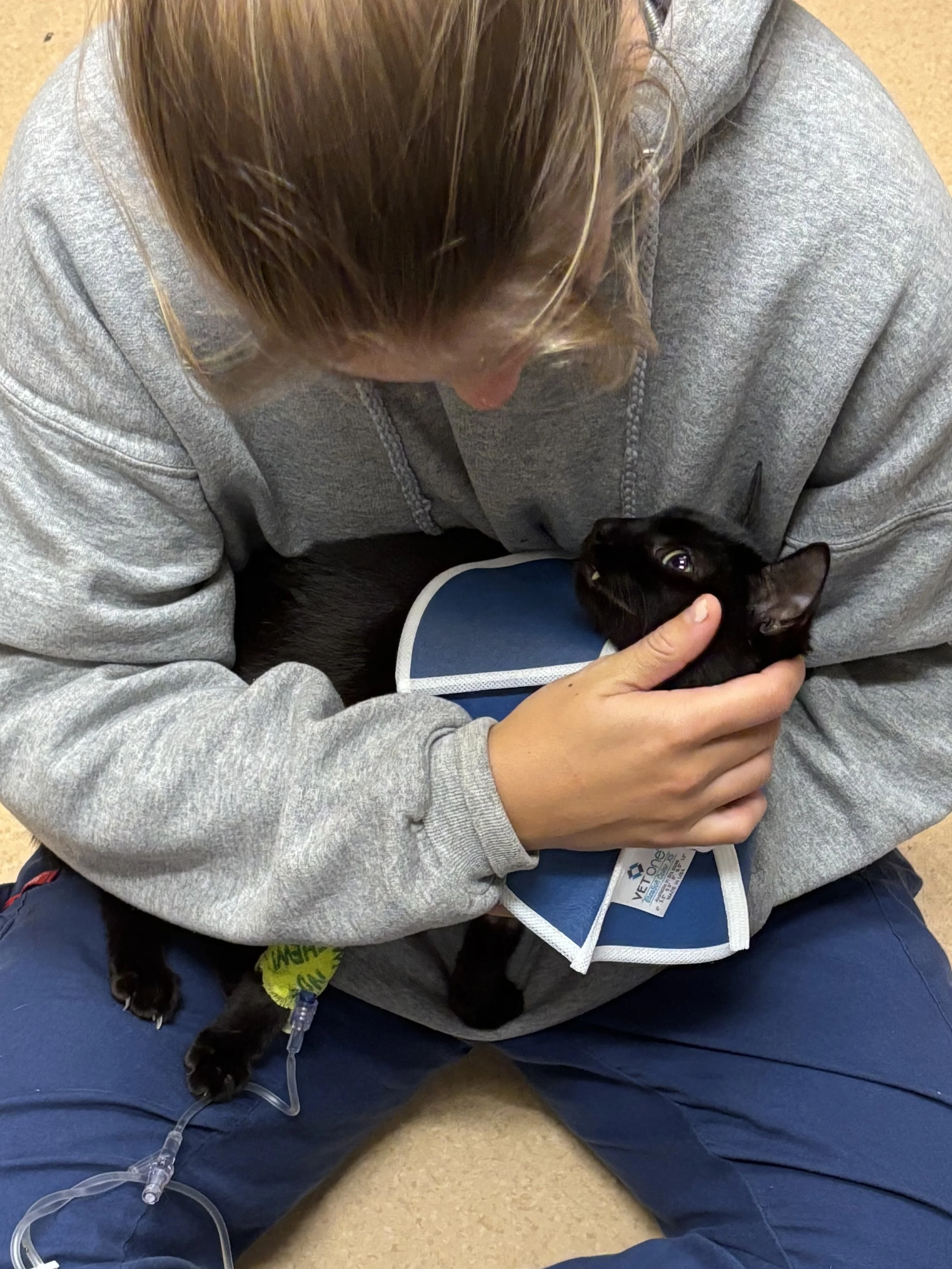 Person in gray hoodie sitting on the floor, holding a black cat wearing a blue bandage or medical wrap, with an IV tube attached to the cat's front leg.