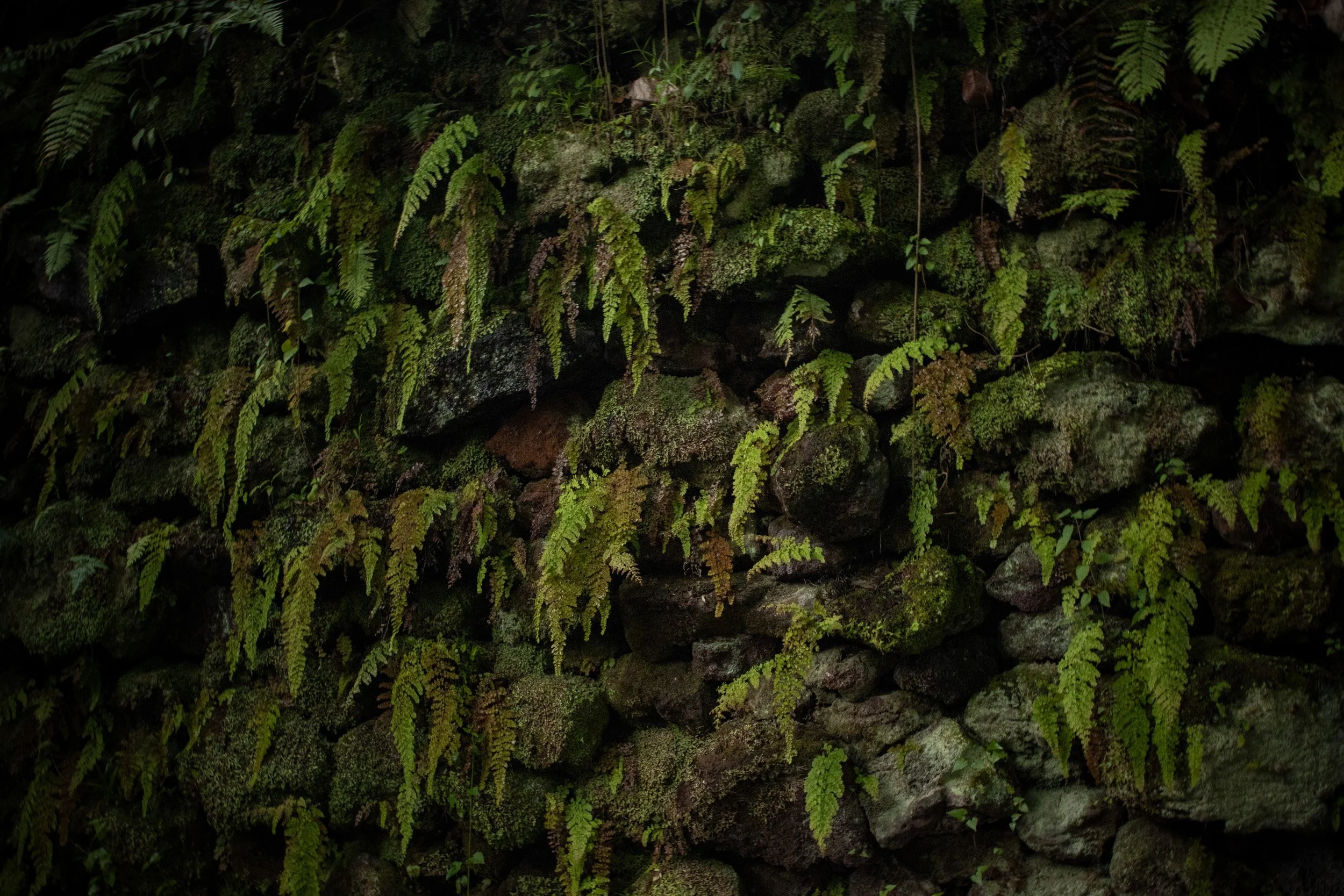 _MG_2935.jpg